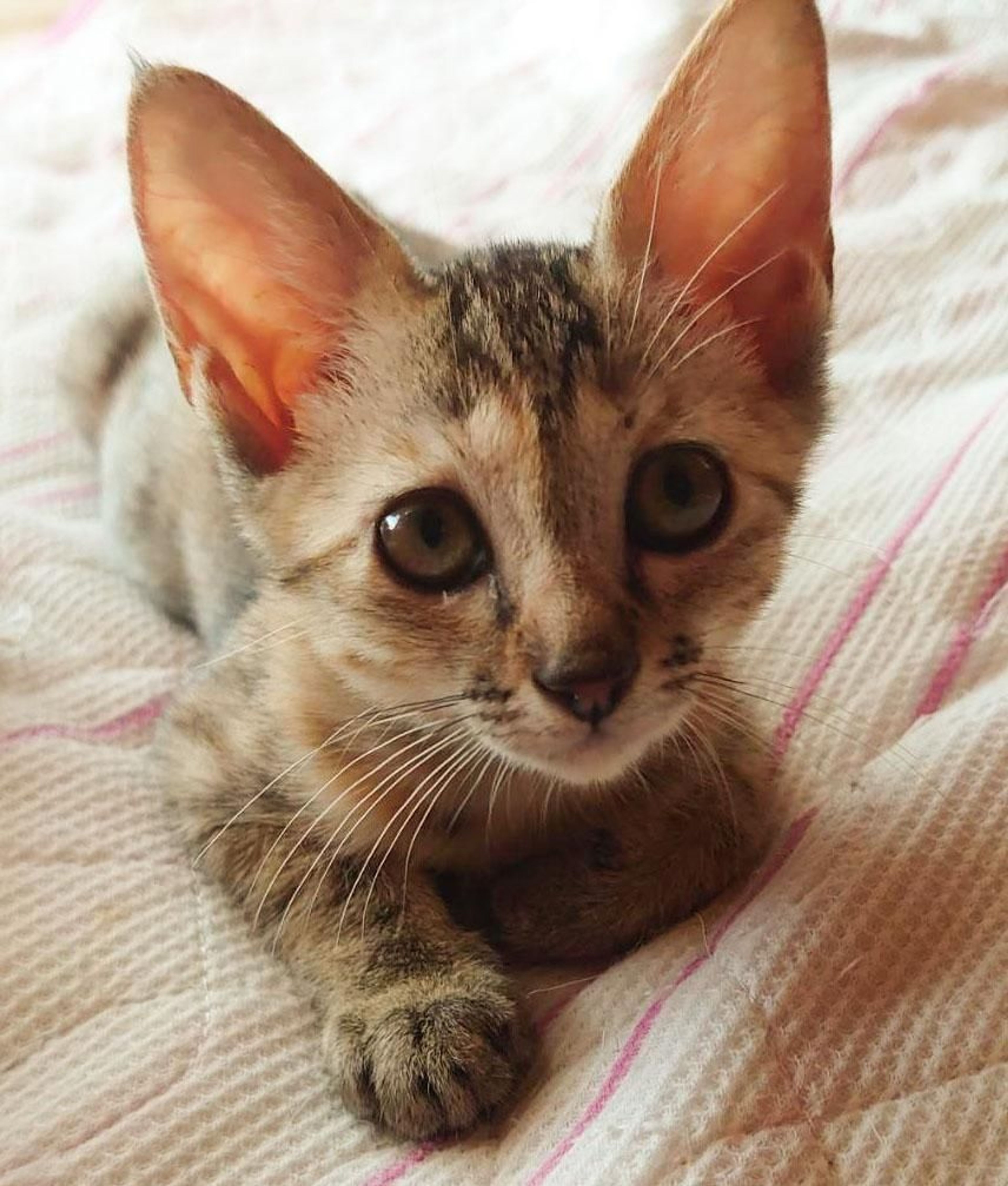 雑種（ミックス猫）・メスの里親募集の写真