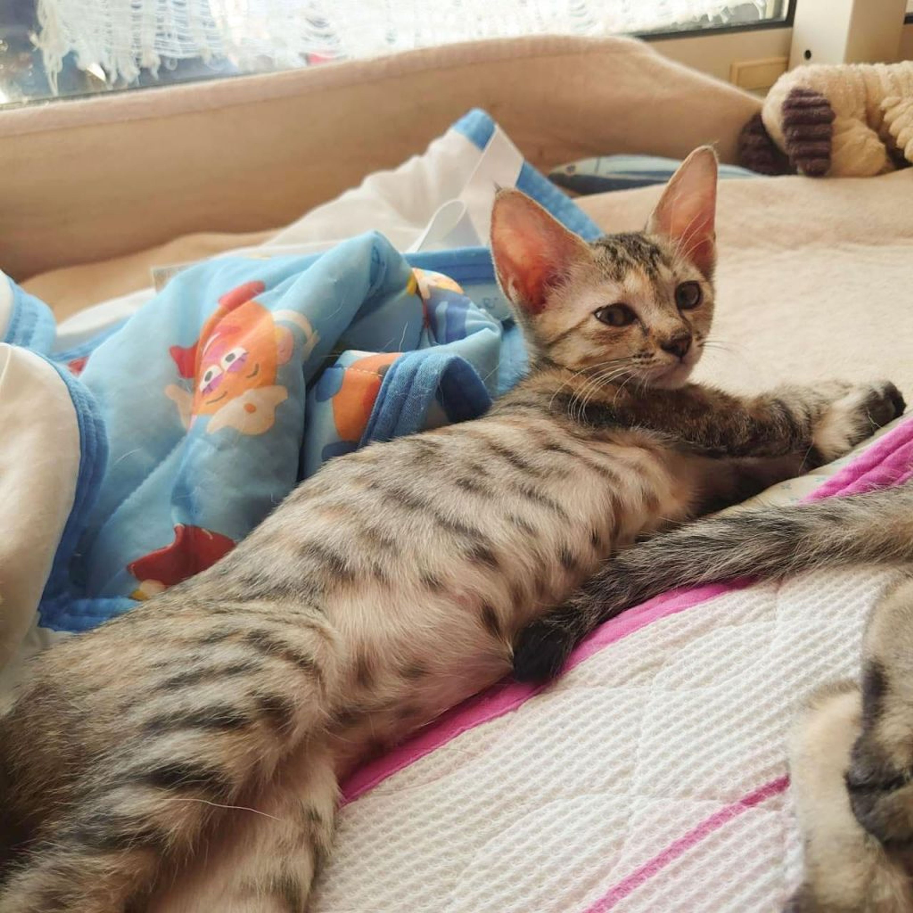 pet-image-3