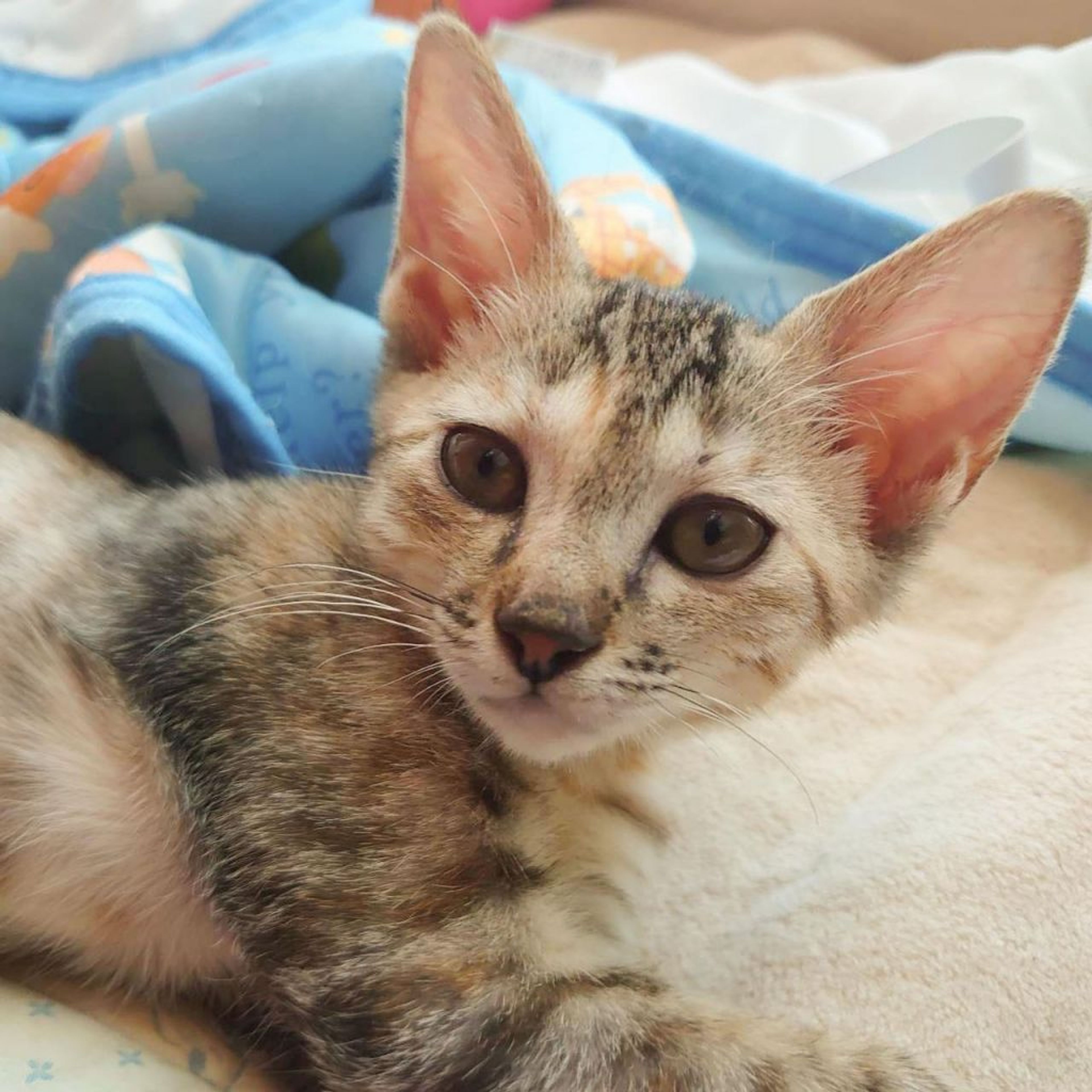 pet-image-4