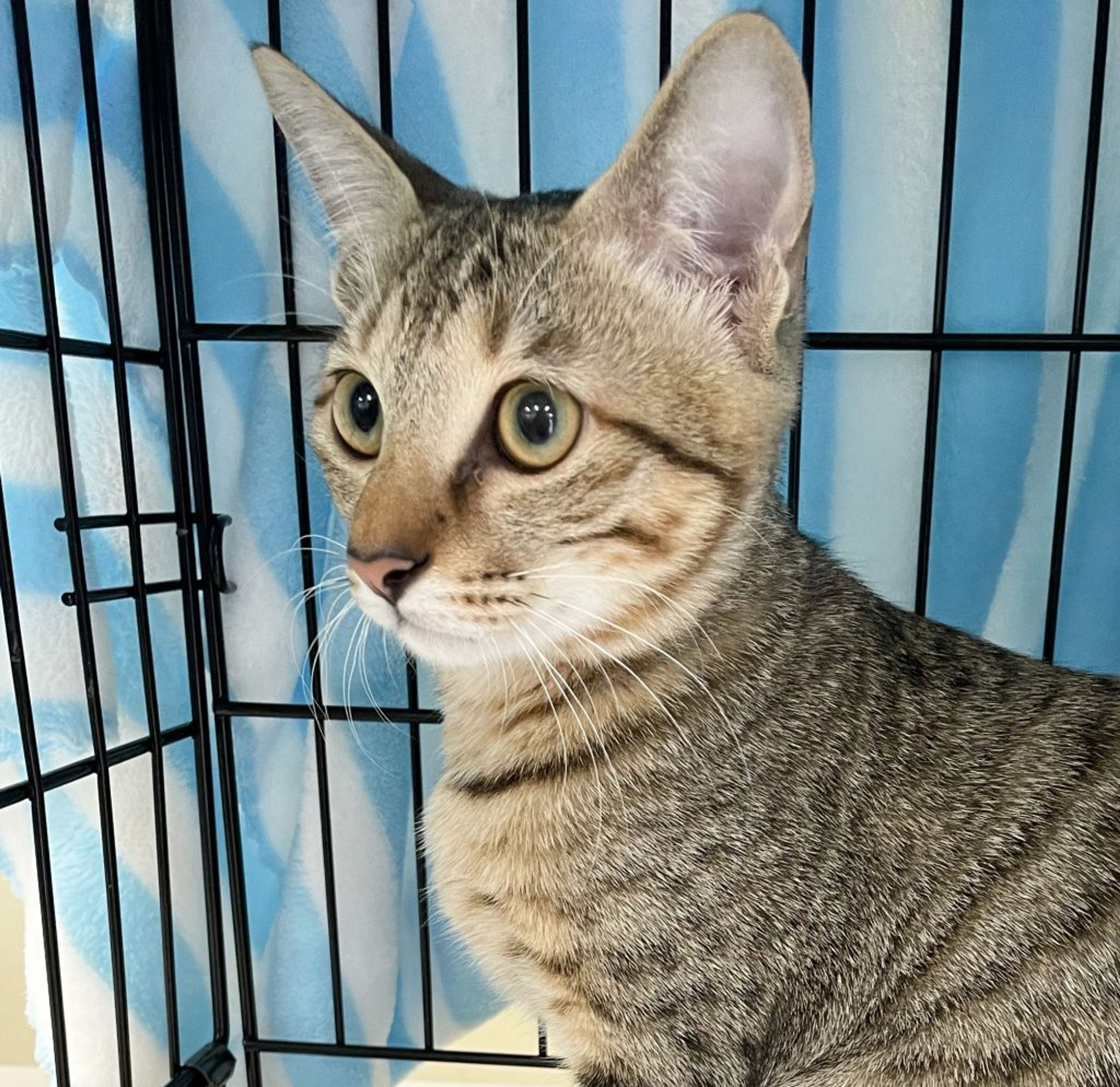 雑種（ミックス猫）・オスの里親募集の写真