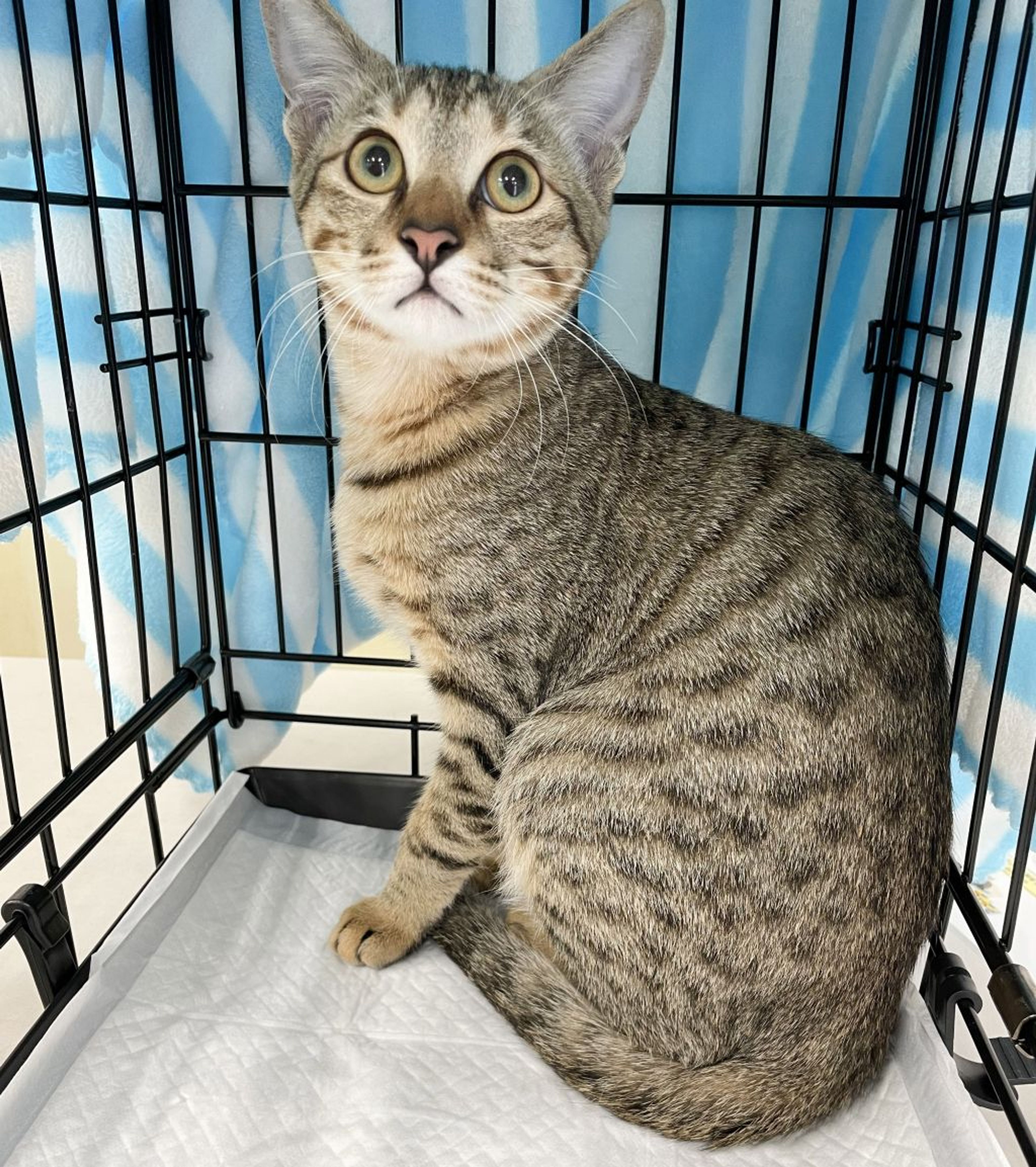 pet-image-2