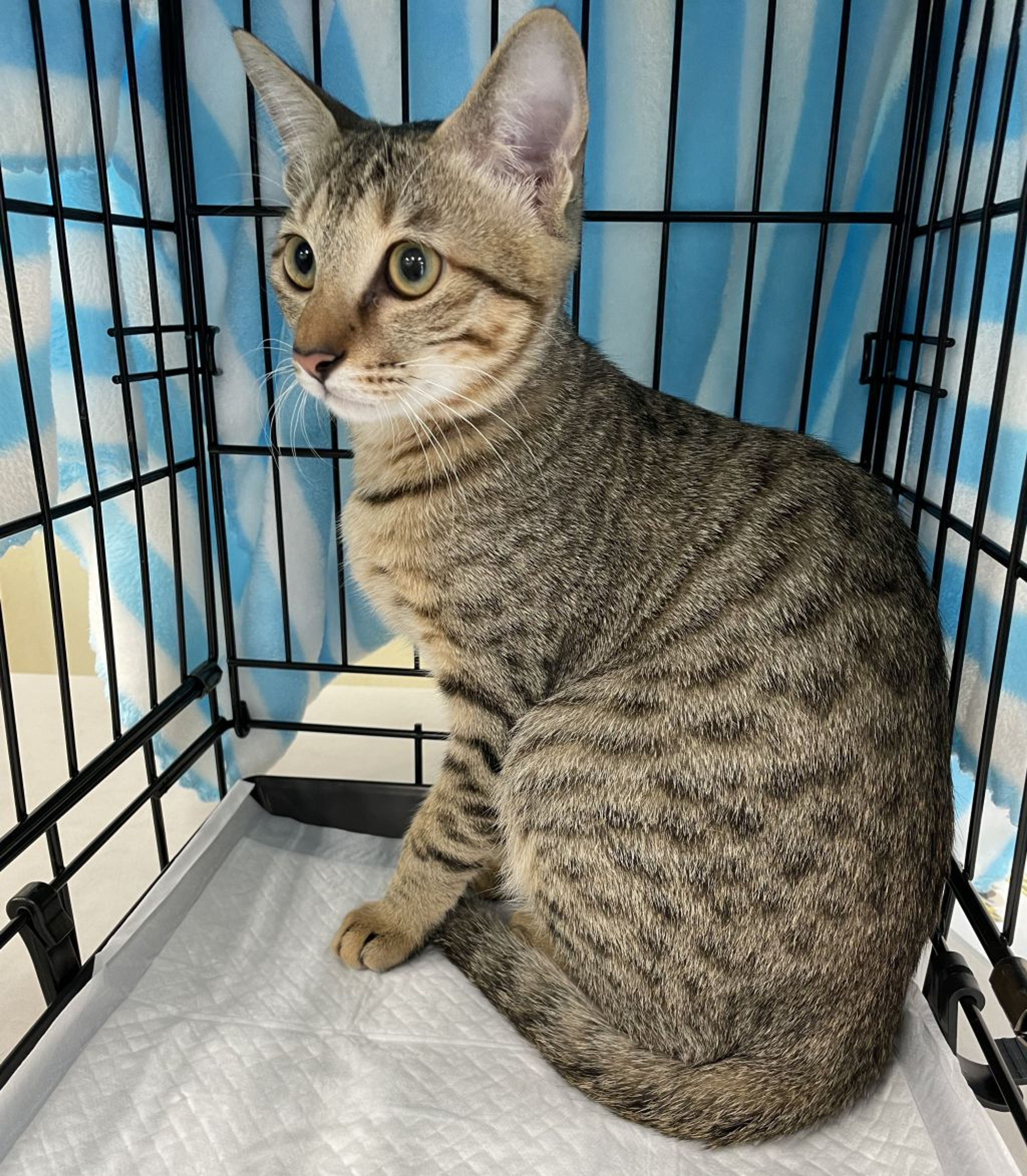 pet-image-3
