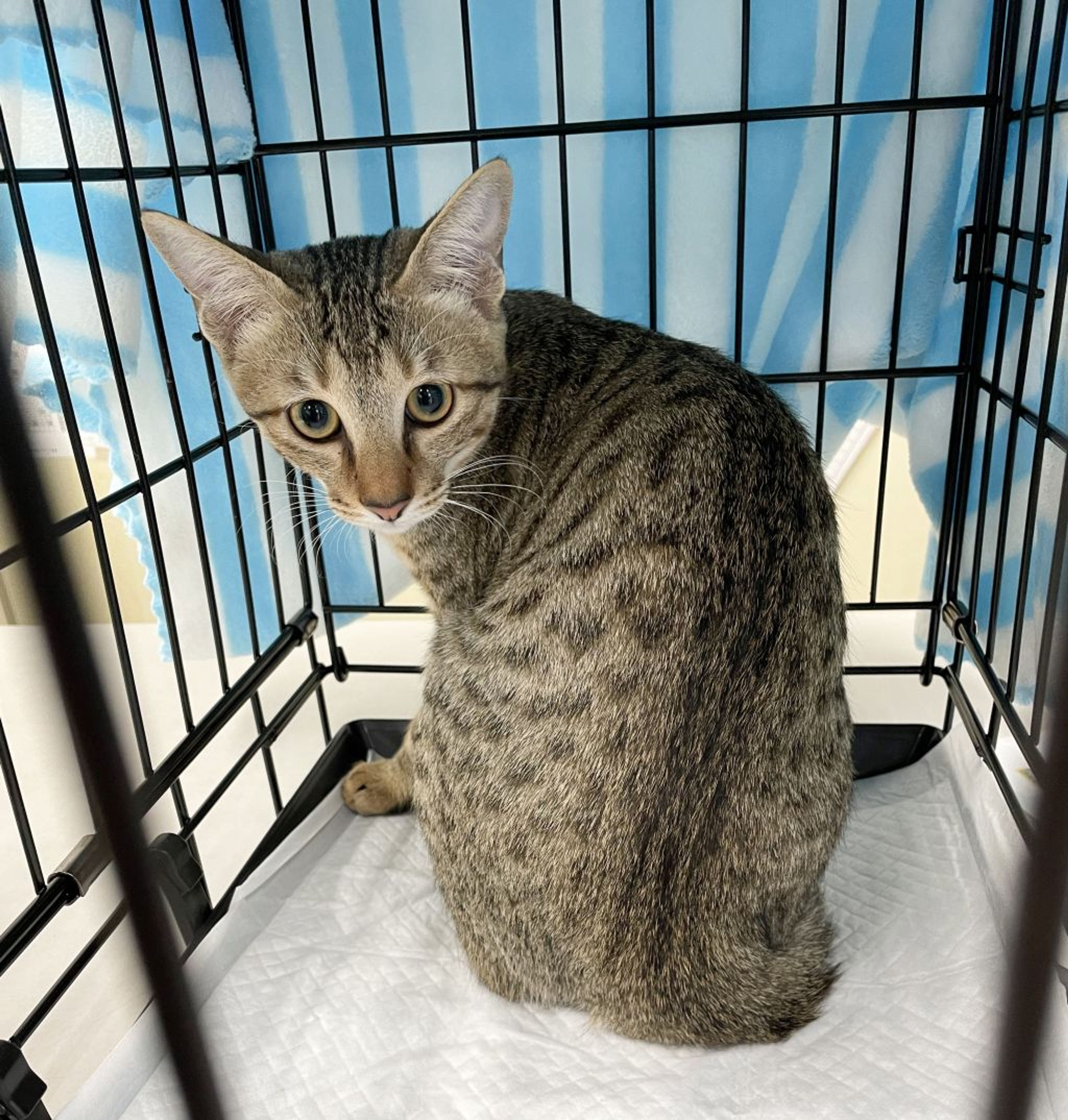 pet-image-4