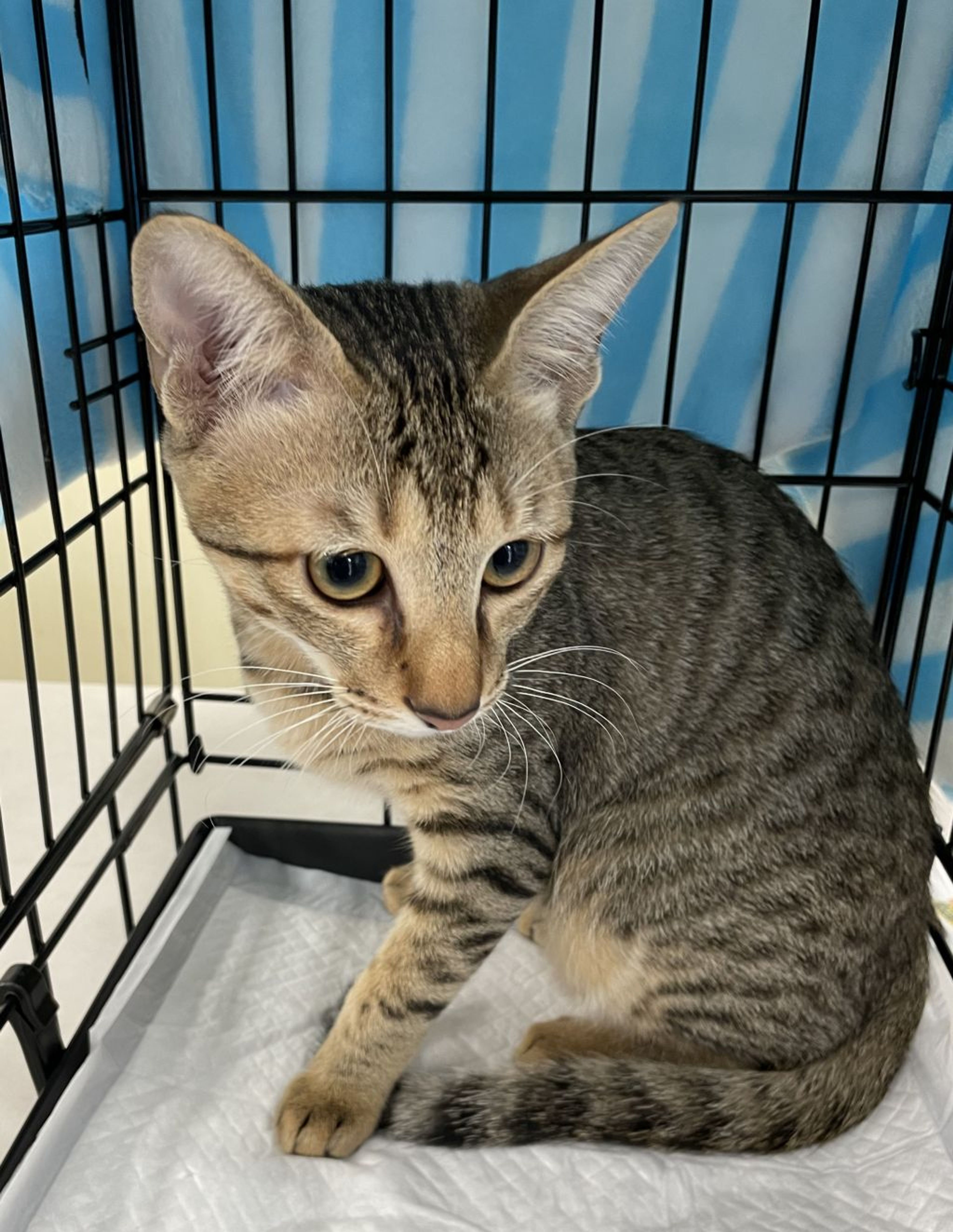 pet-image-5