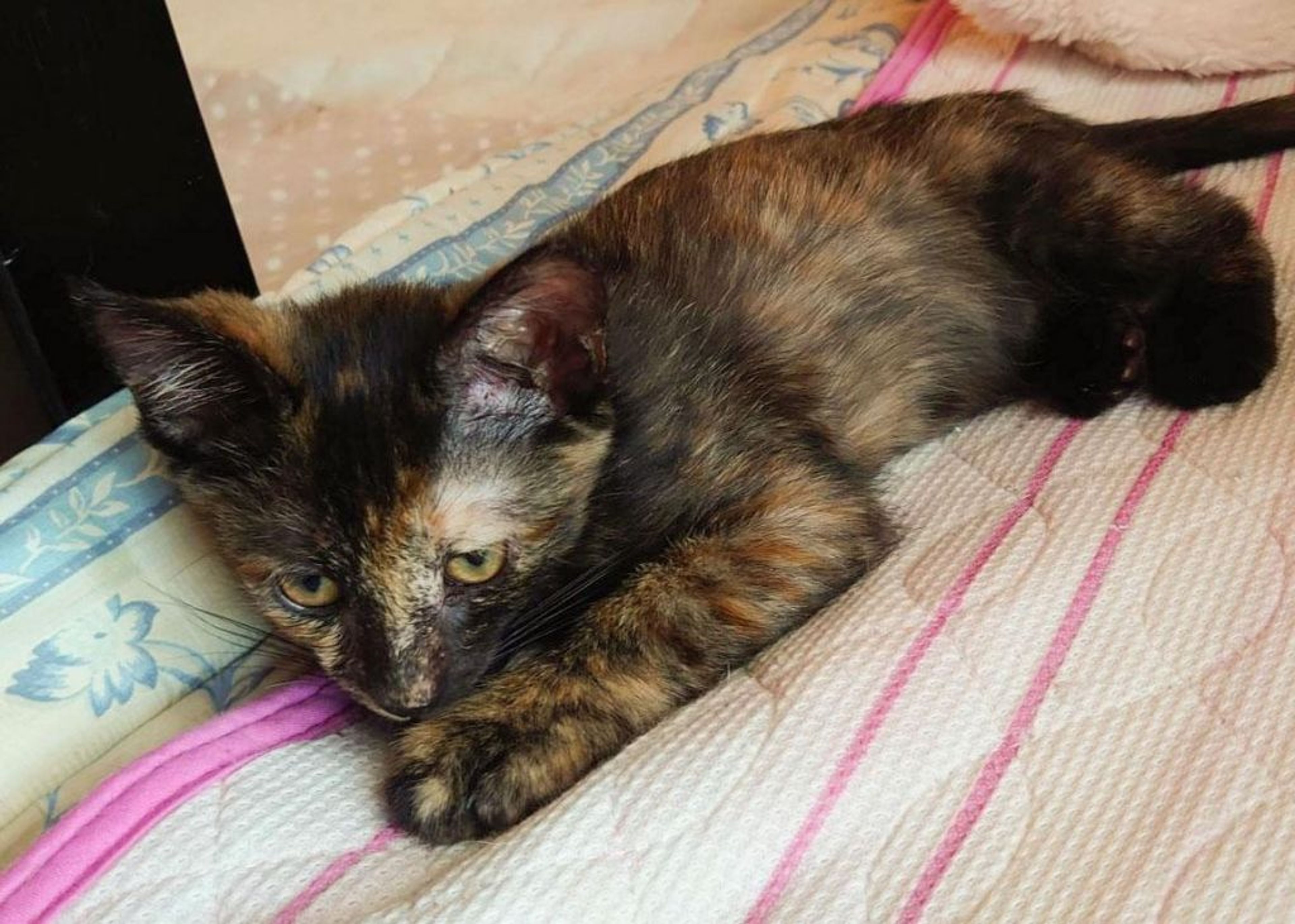 pet-image-3