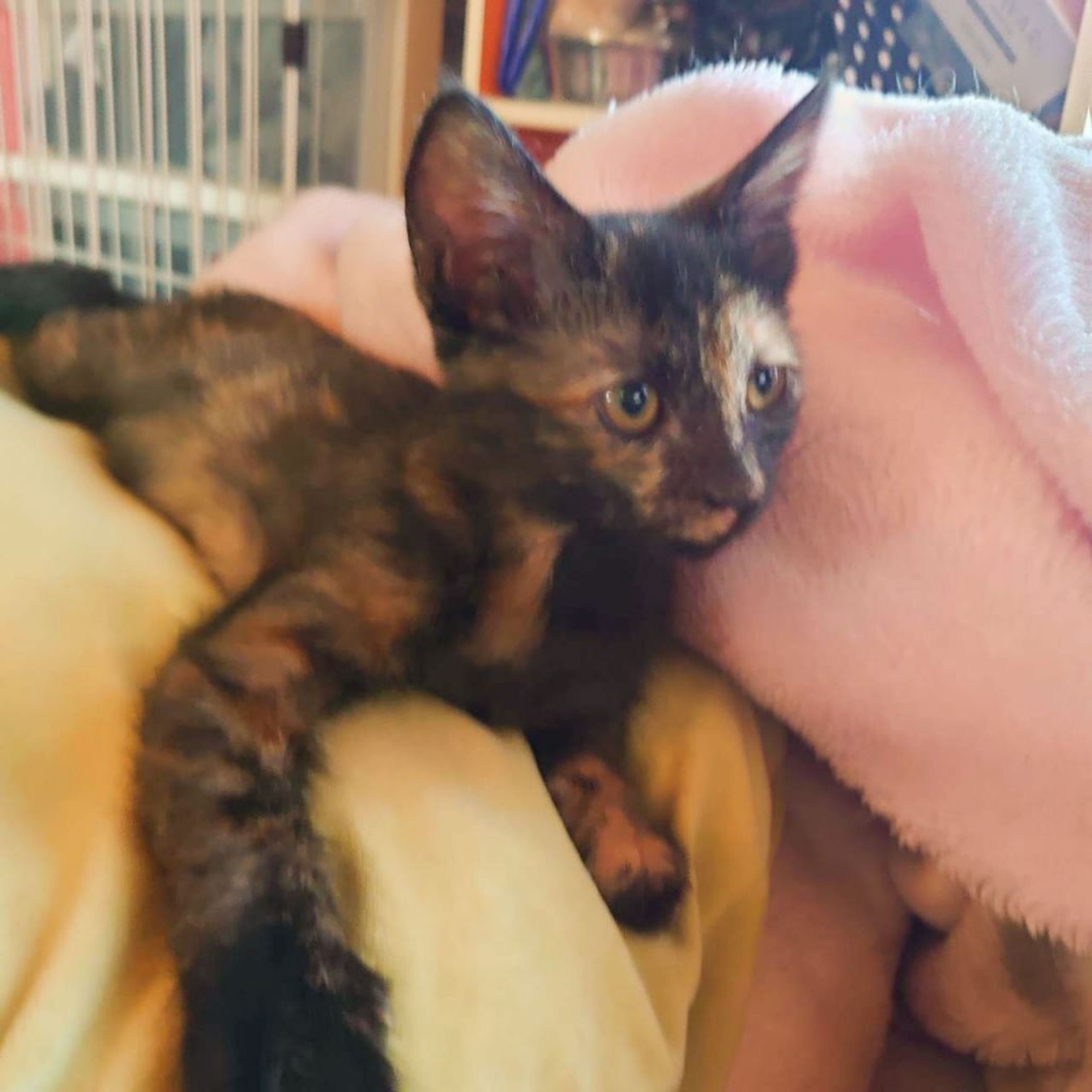 pet-image-4