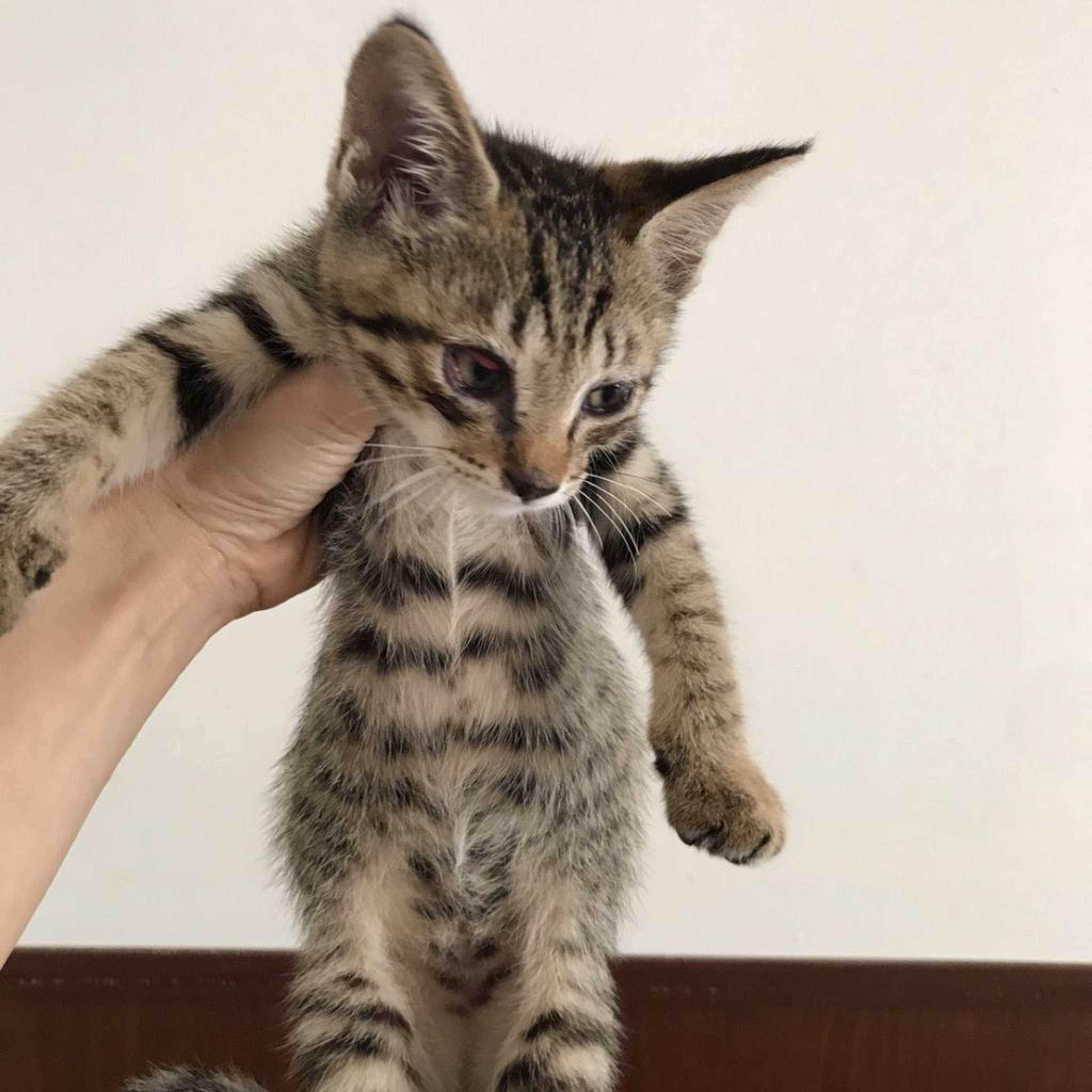 pet-image-3