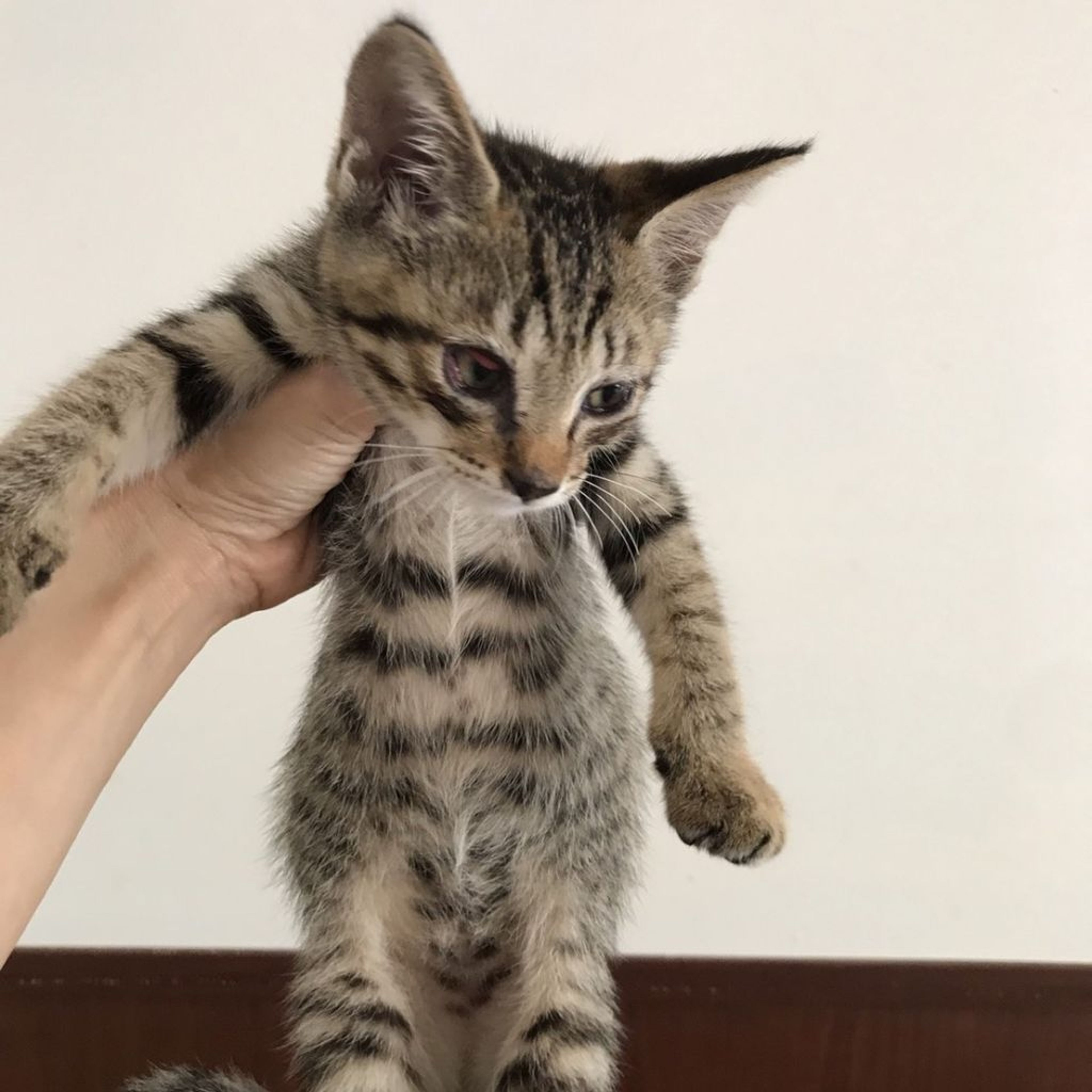 pet-image-3