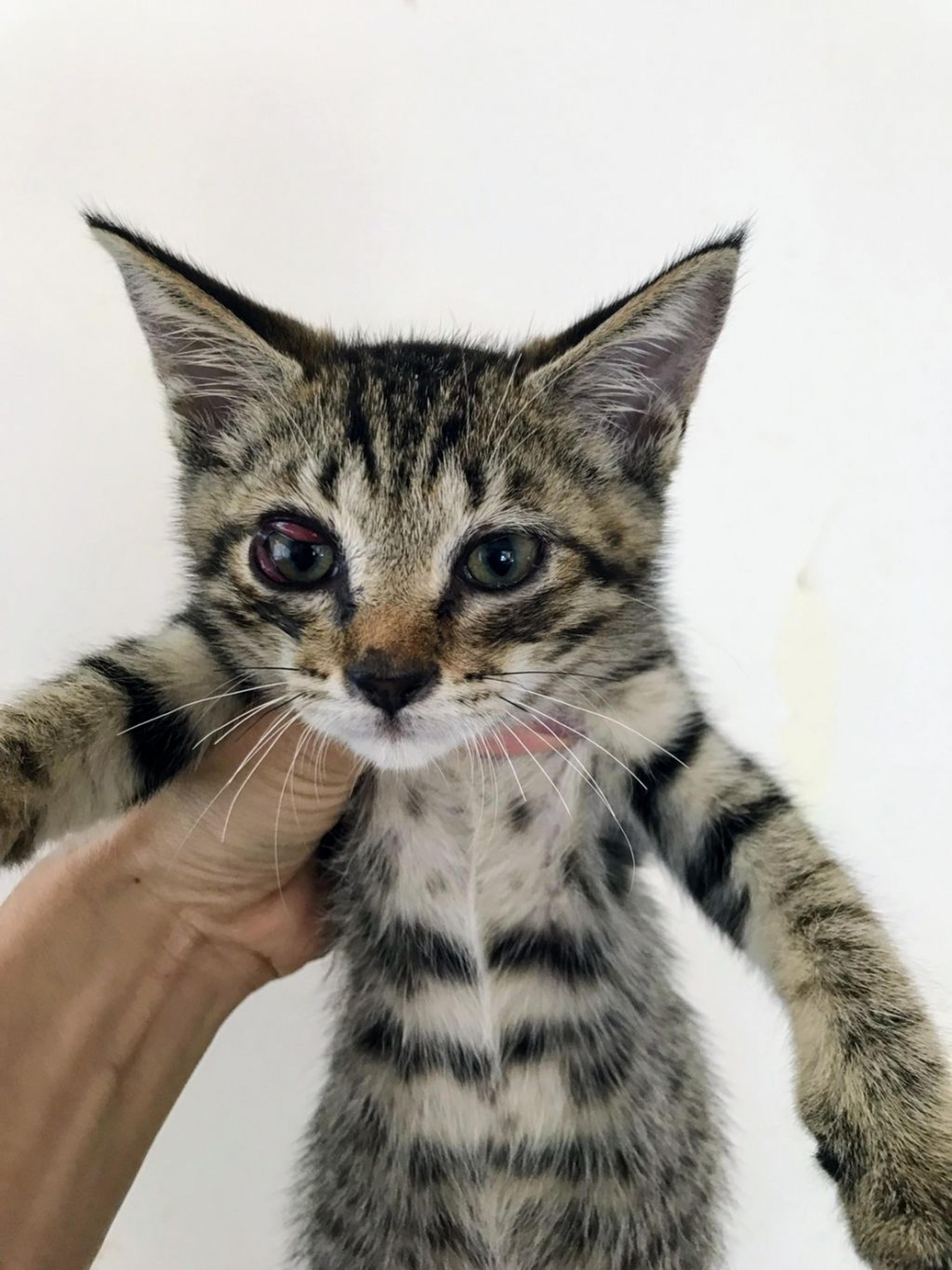 pet-image-2