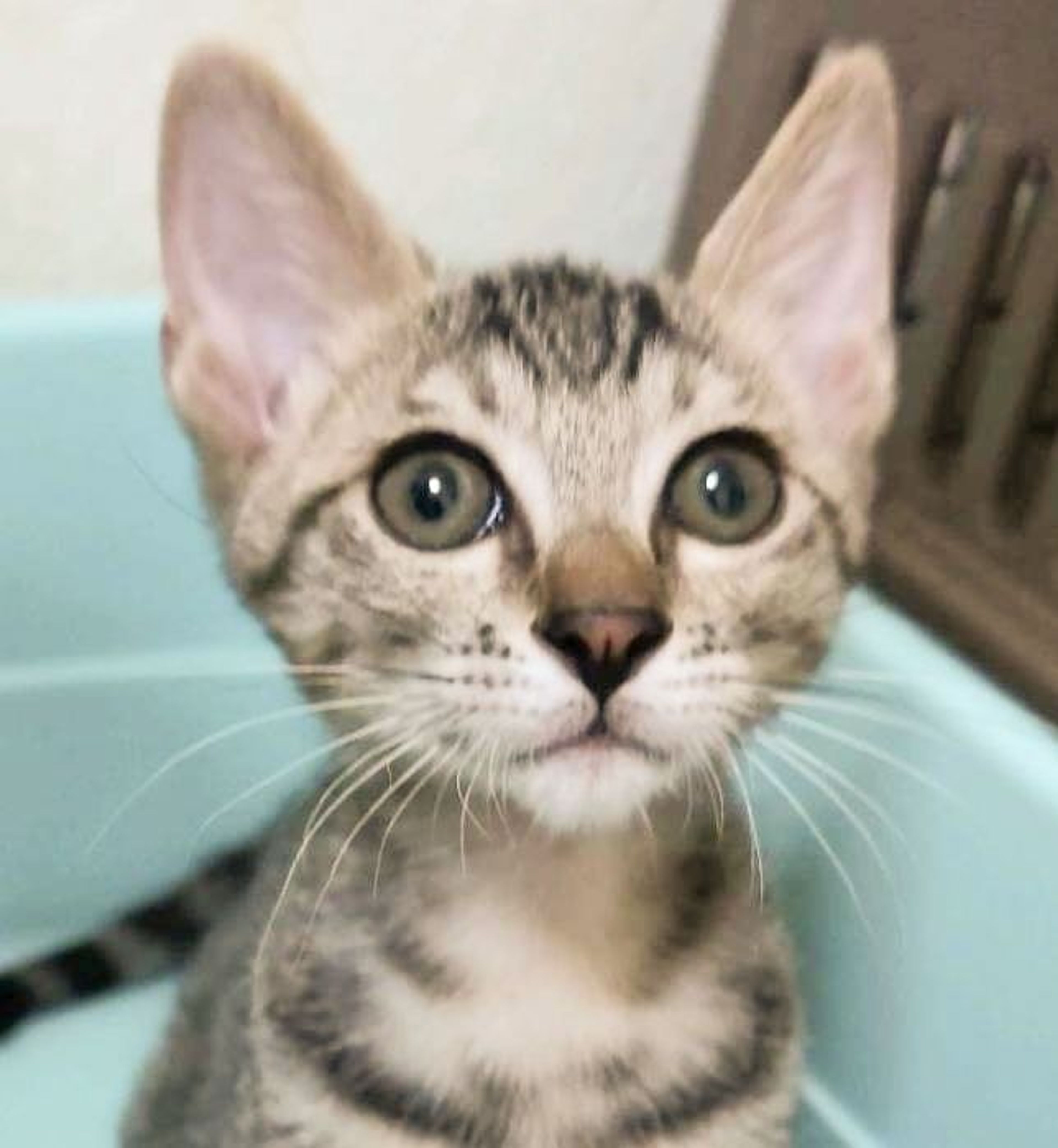 雑種（ミックス猫）・オスの里親募集の写真