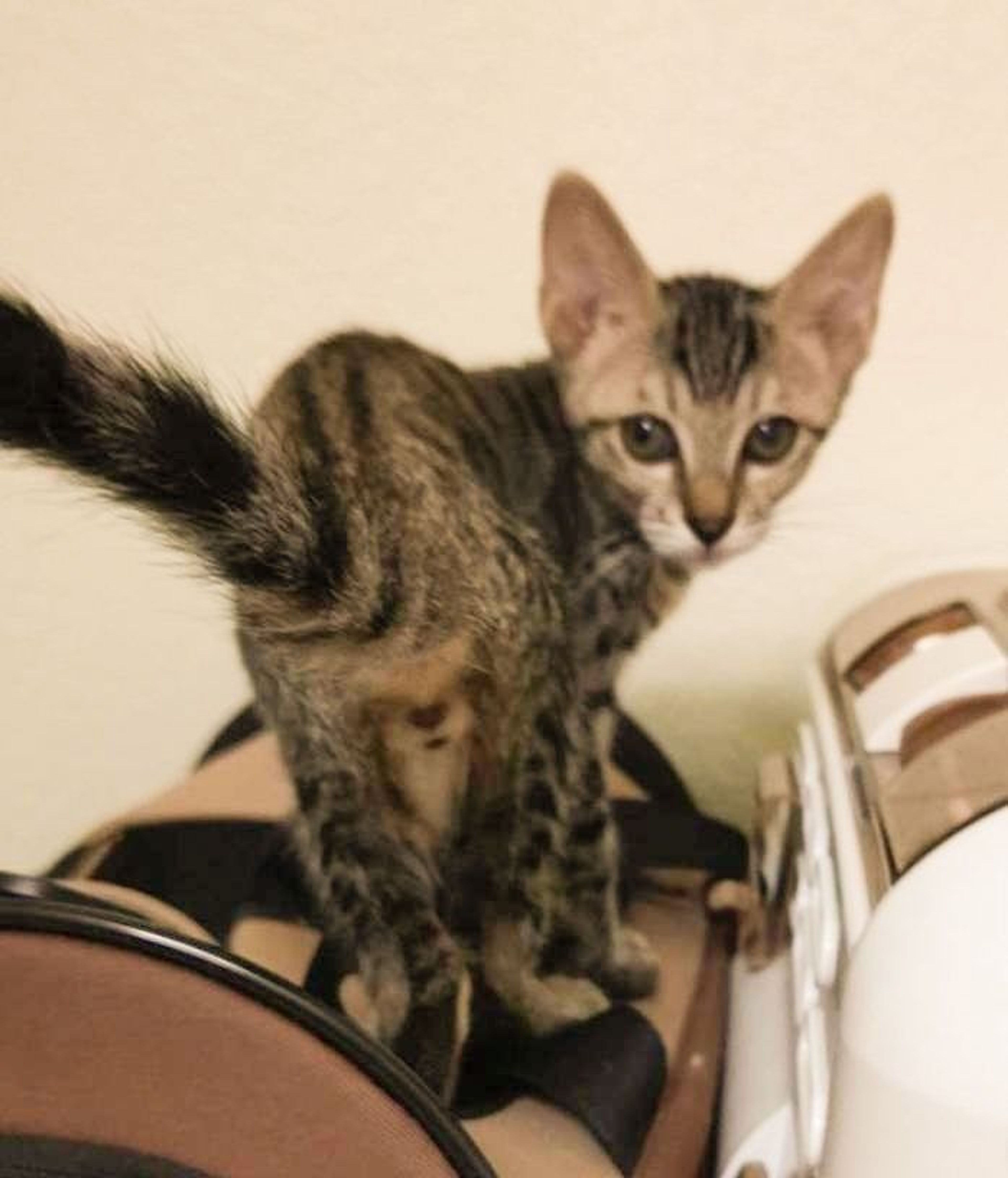 pet-image-4