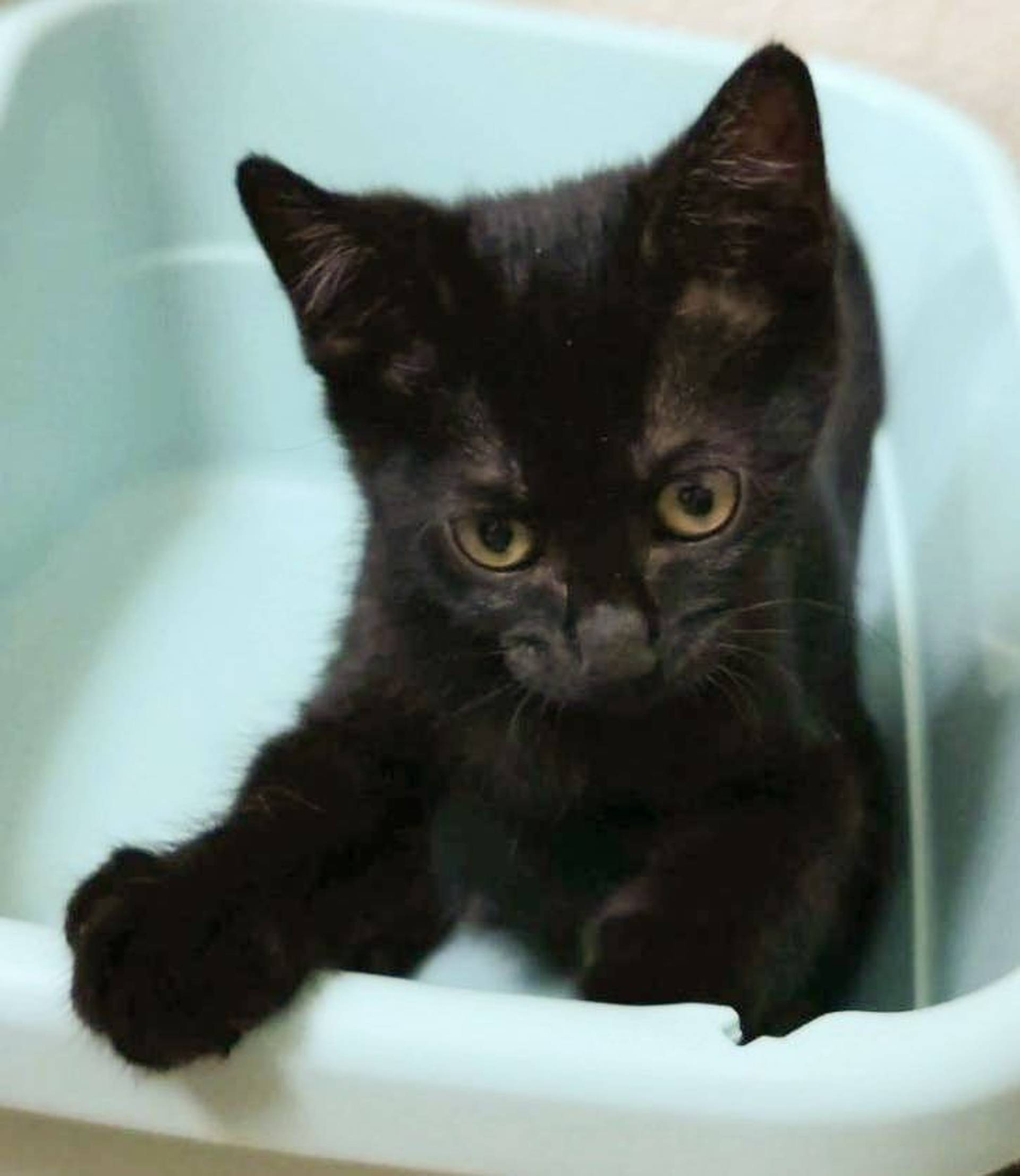 雑種（ミックス猫）・メスの里親募集の写真
