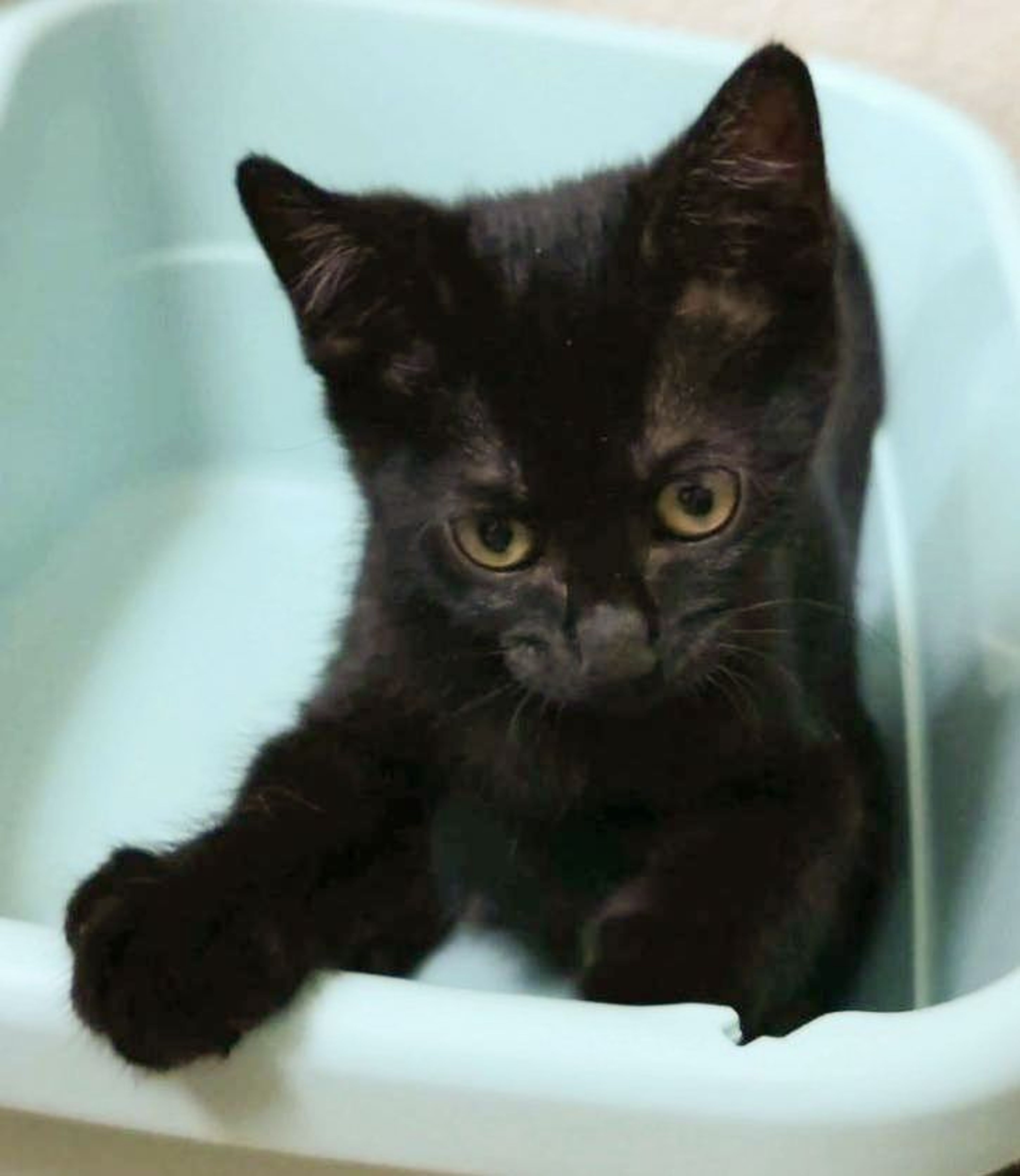 雑種（ミックス猫）・メスの里親募集の写真