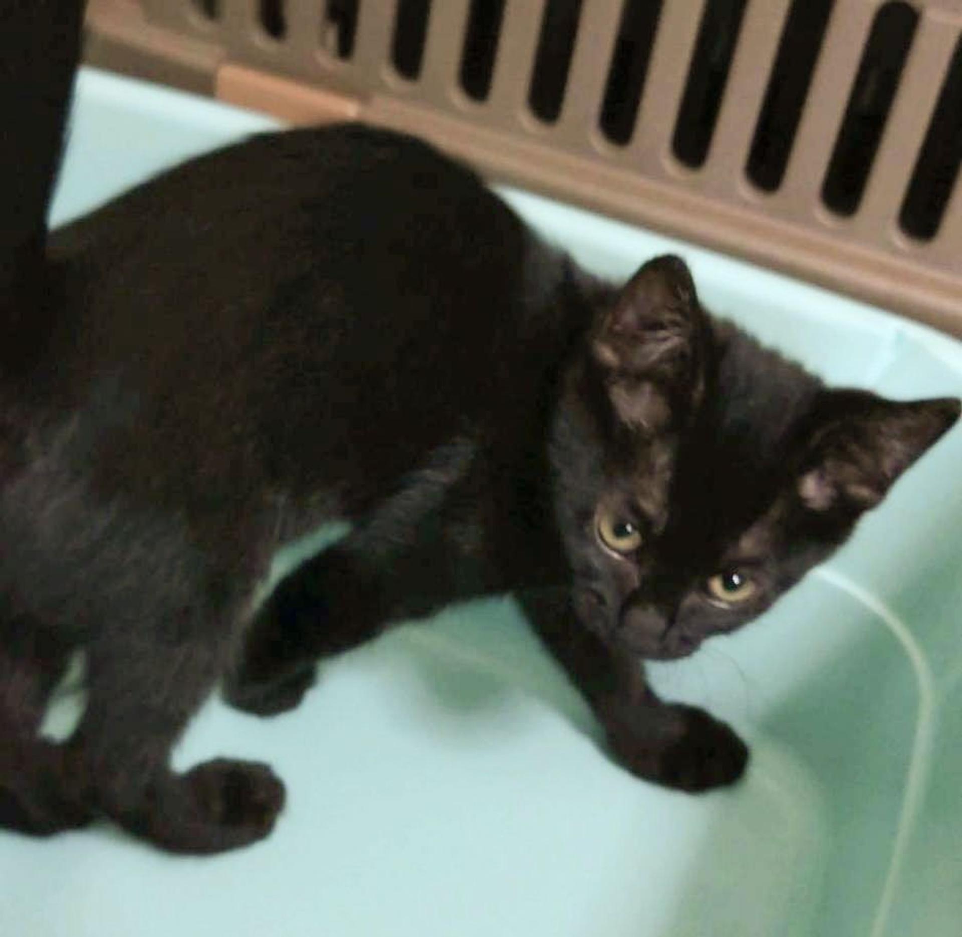 pet-image-3