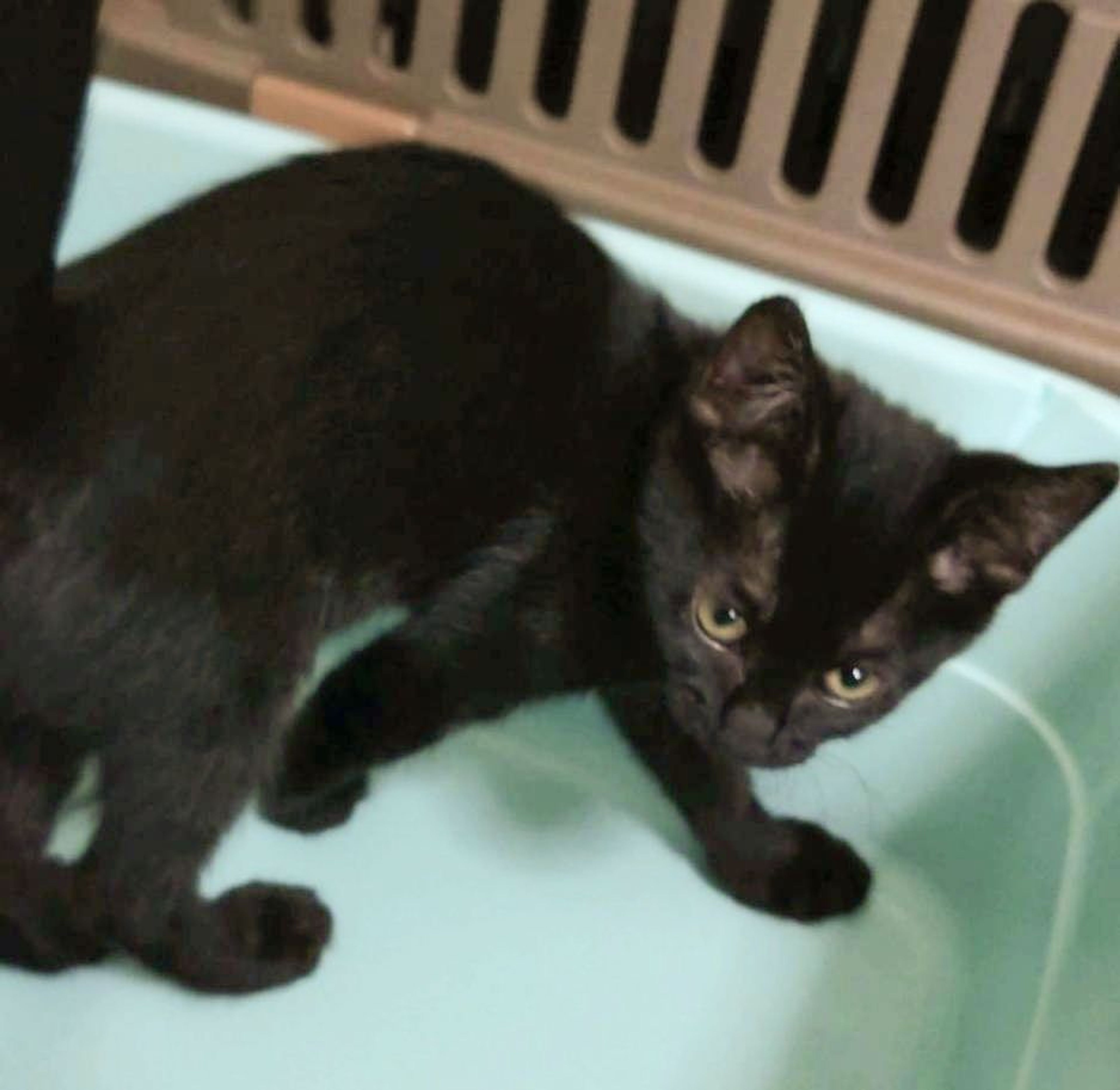 pet-image-3