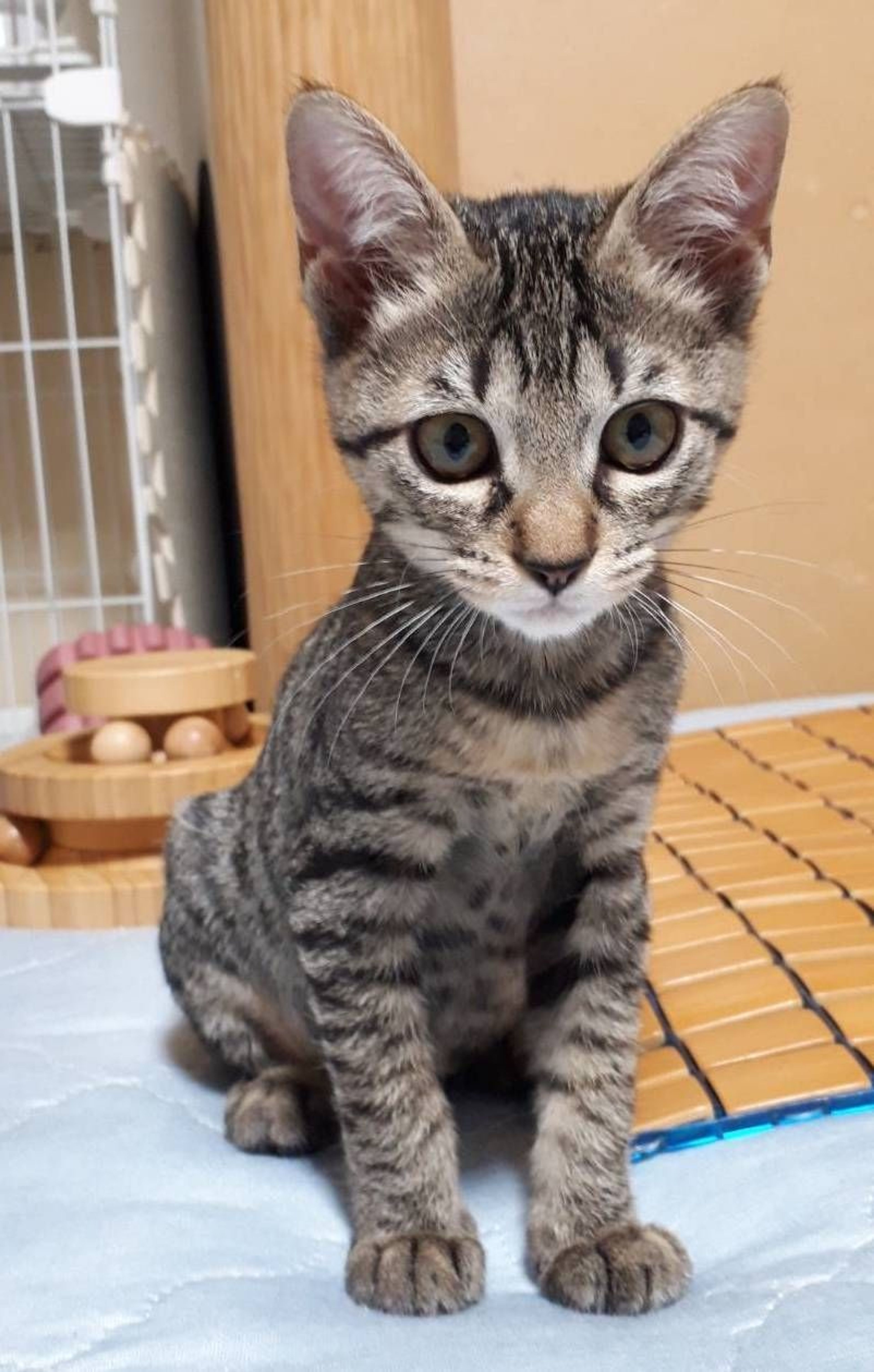 pet-image-2