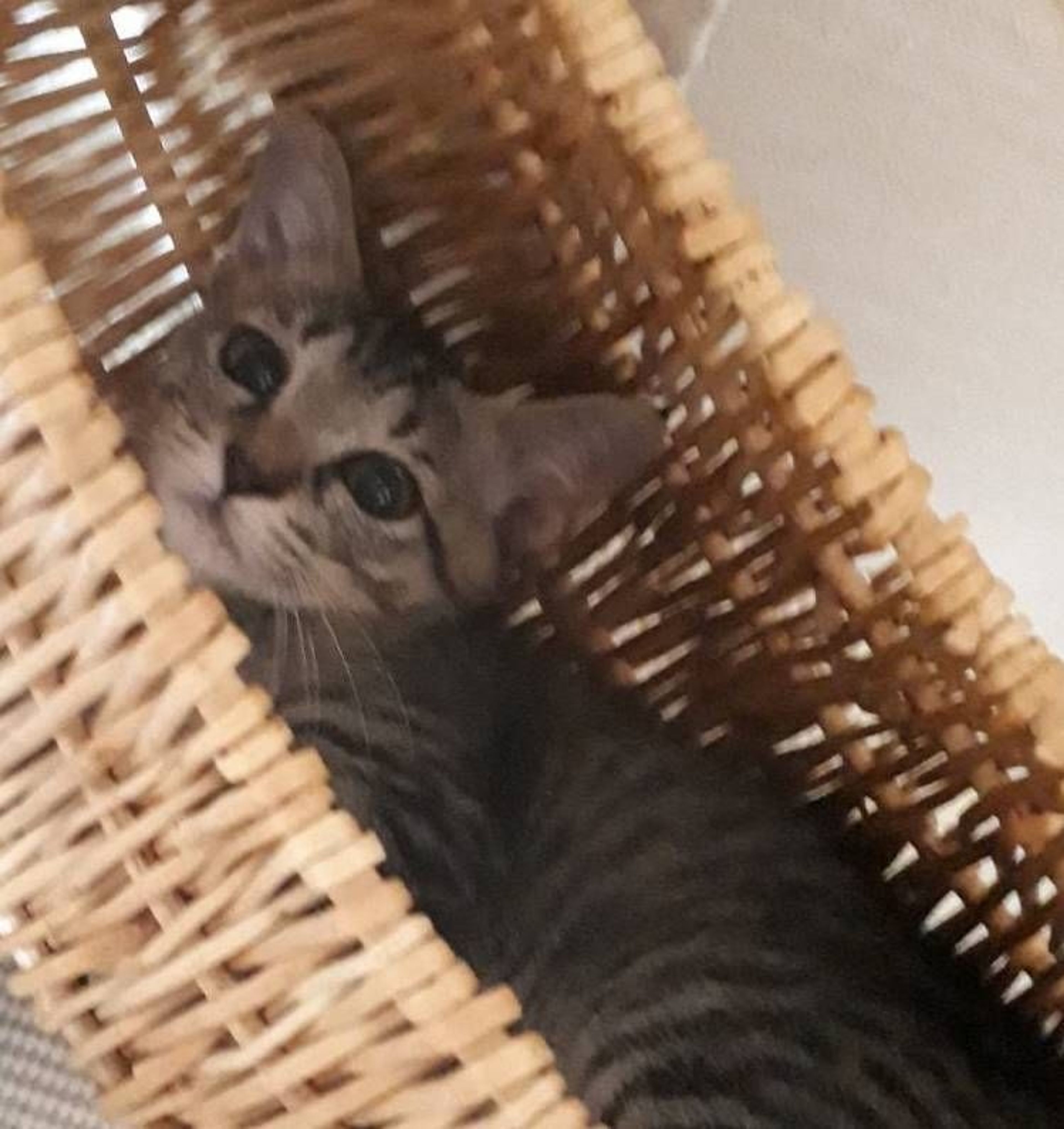 pet-image-3