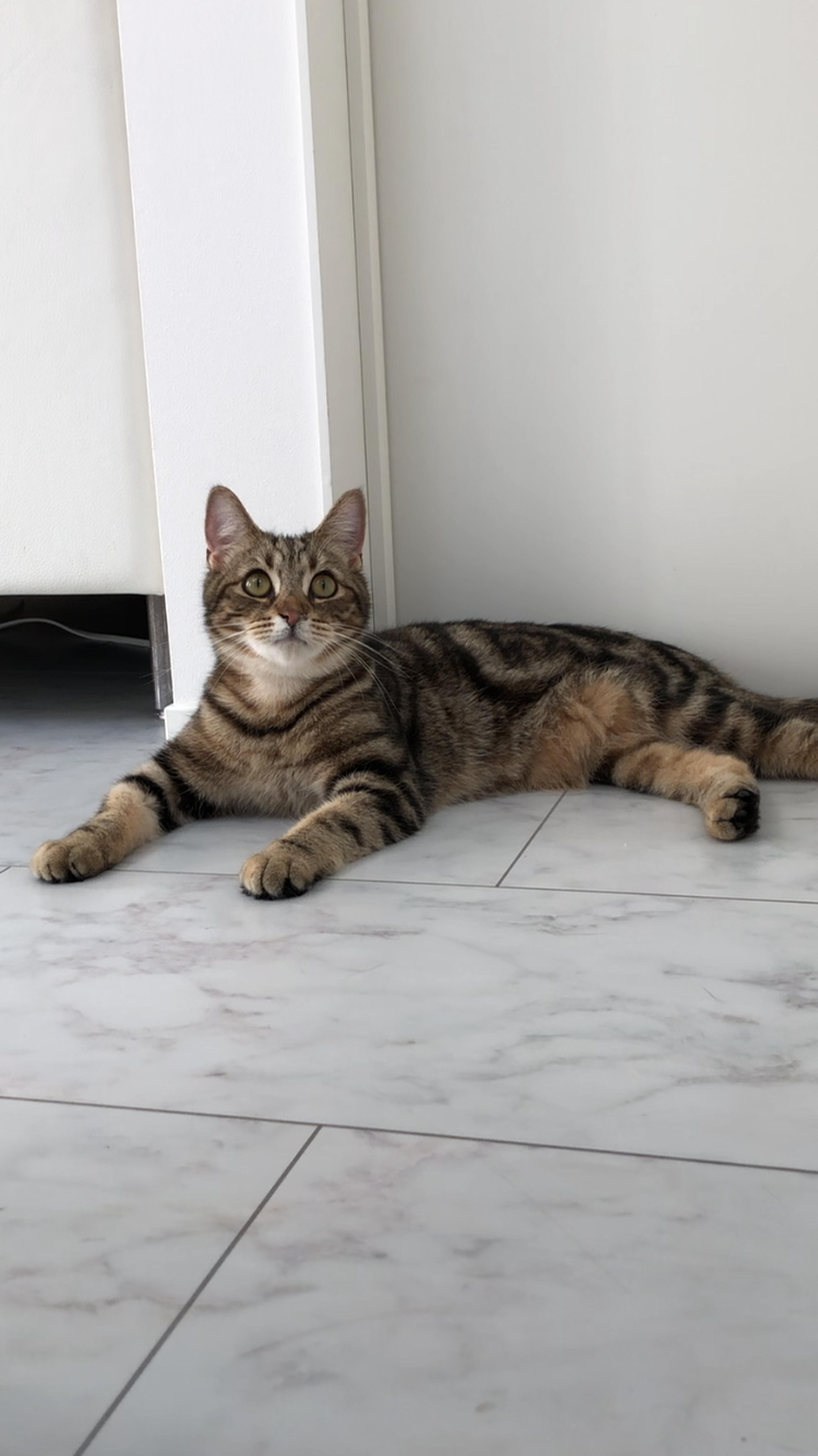 pet-image-3