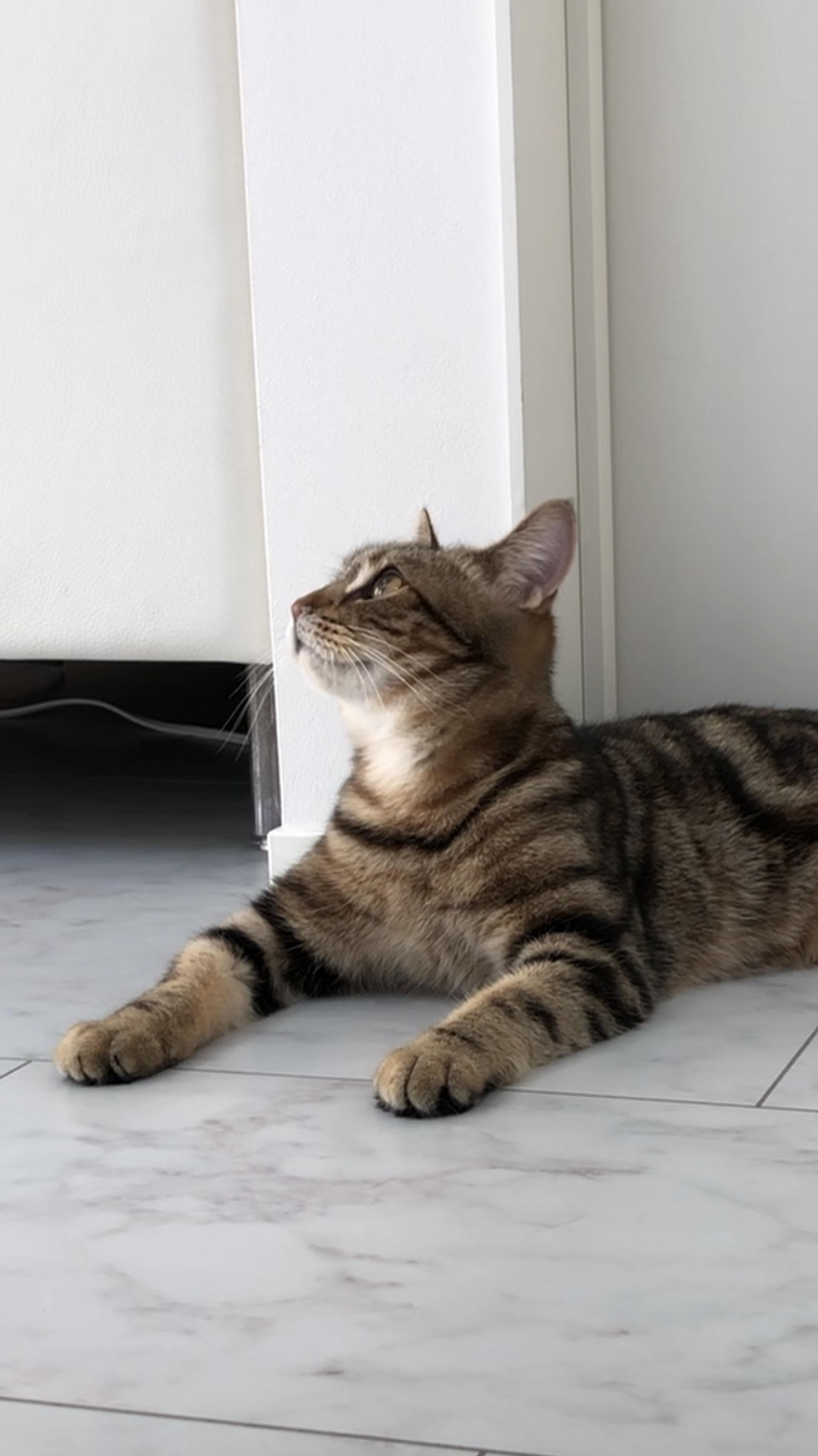 pet-image-5