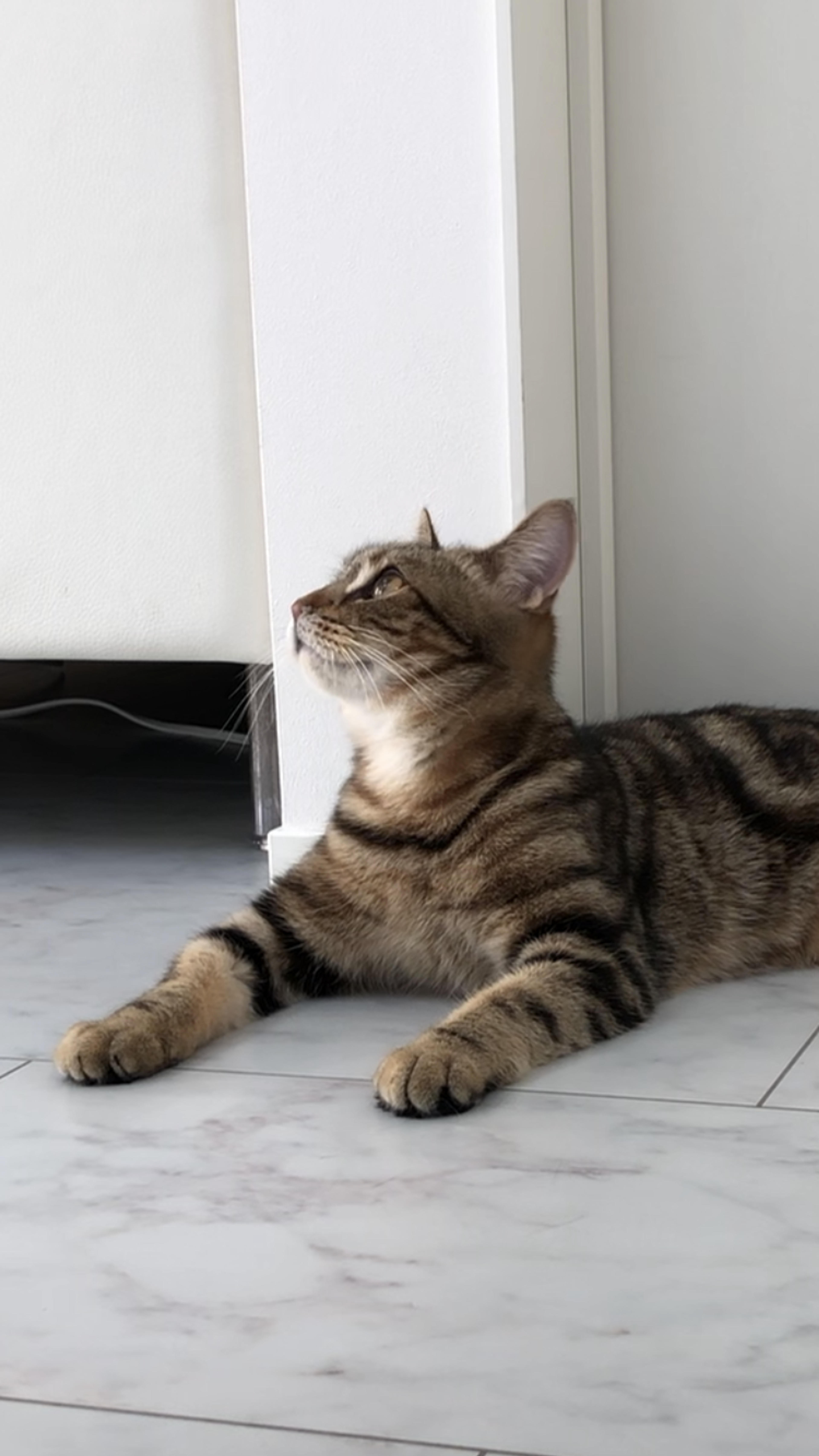 pet-image-5