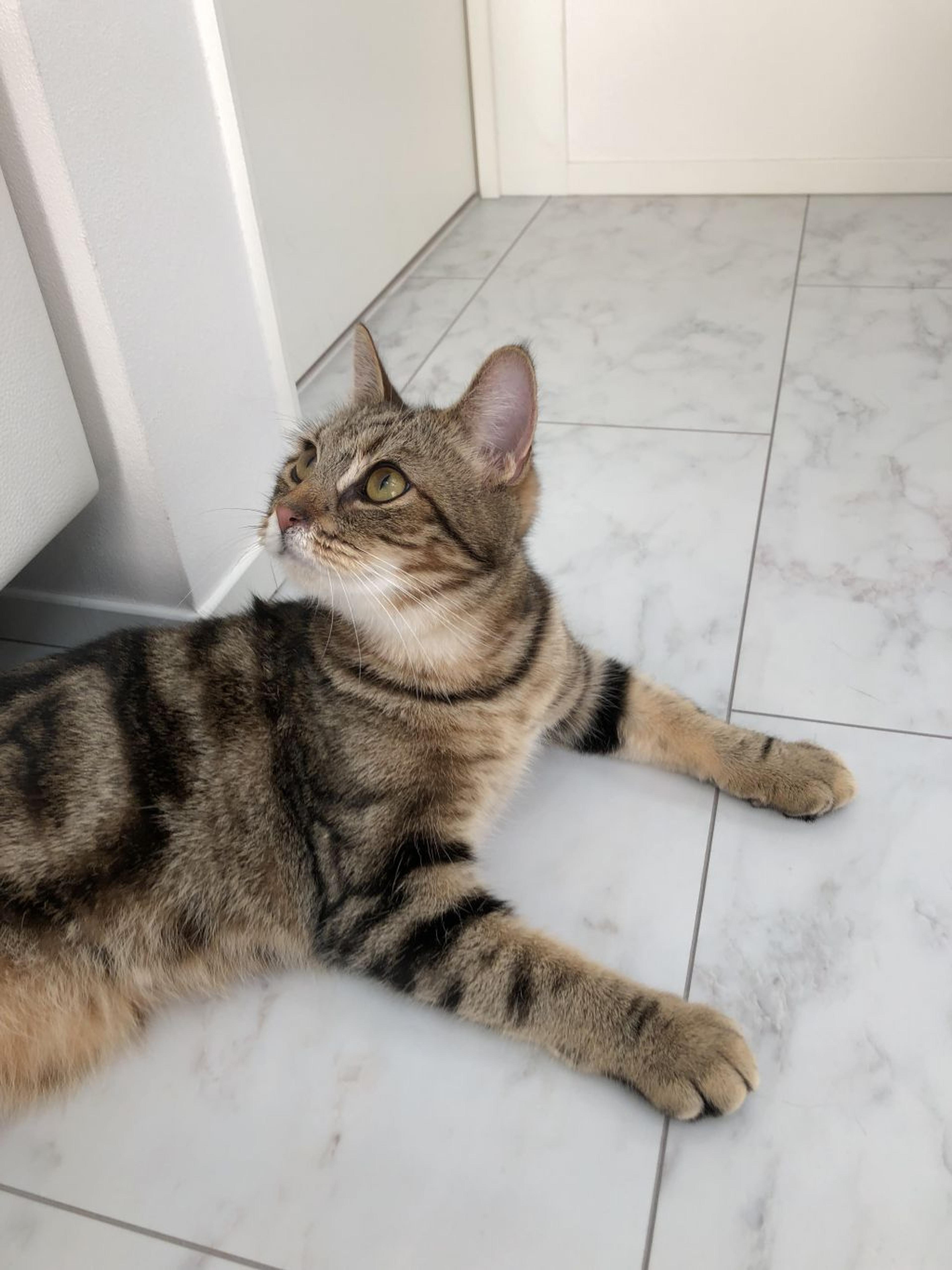 pet-image-8