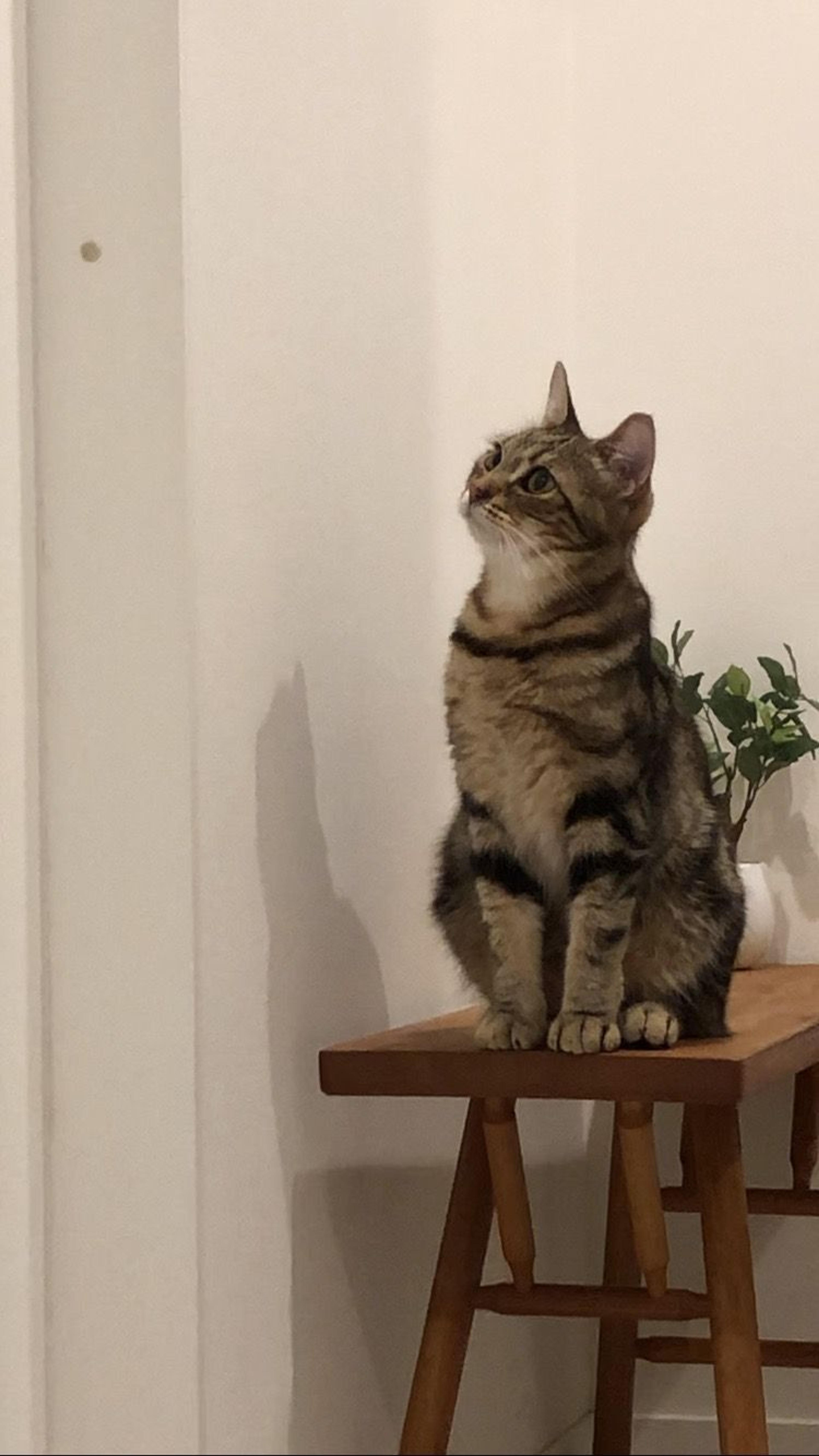 pet-image-4
