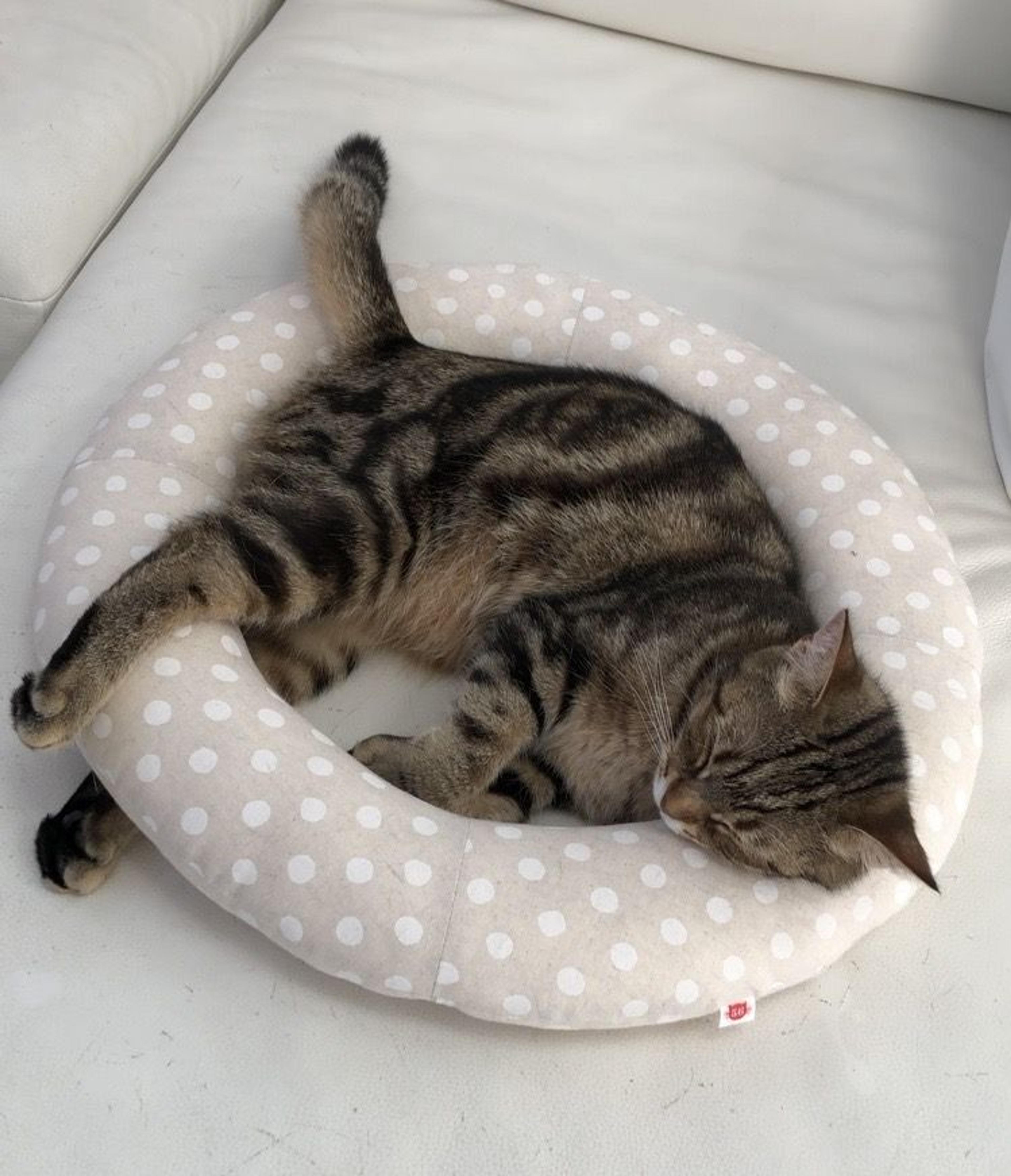 pet-image-6