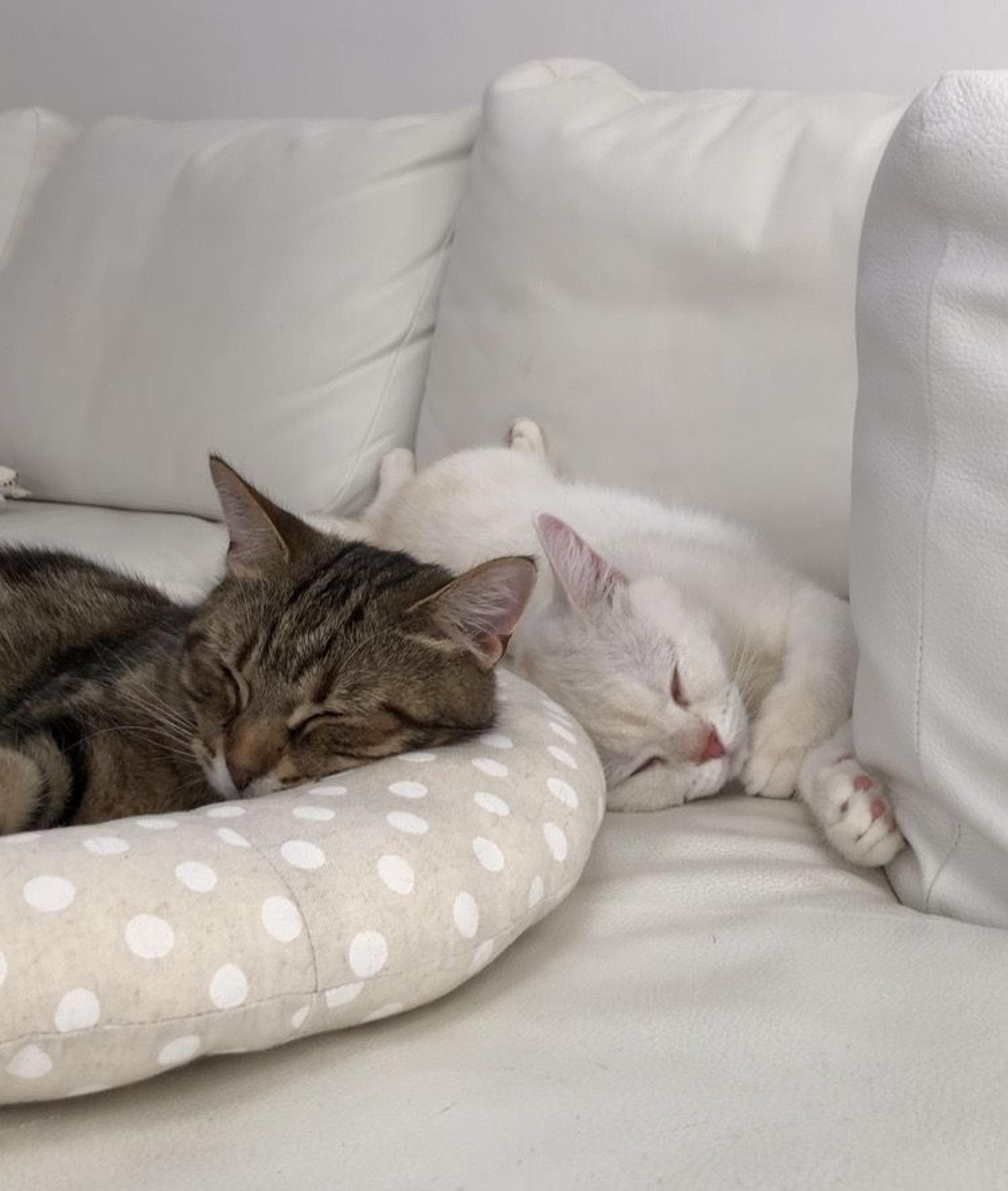 pet-image-7