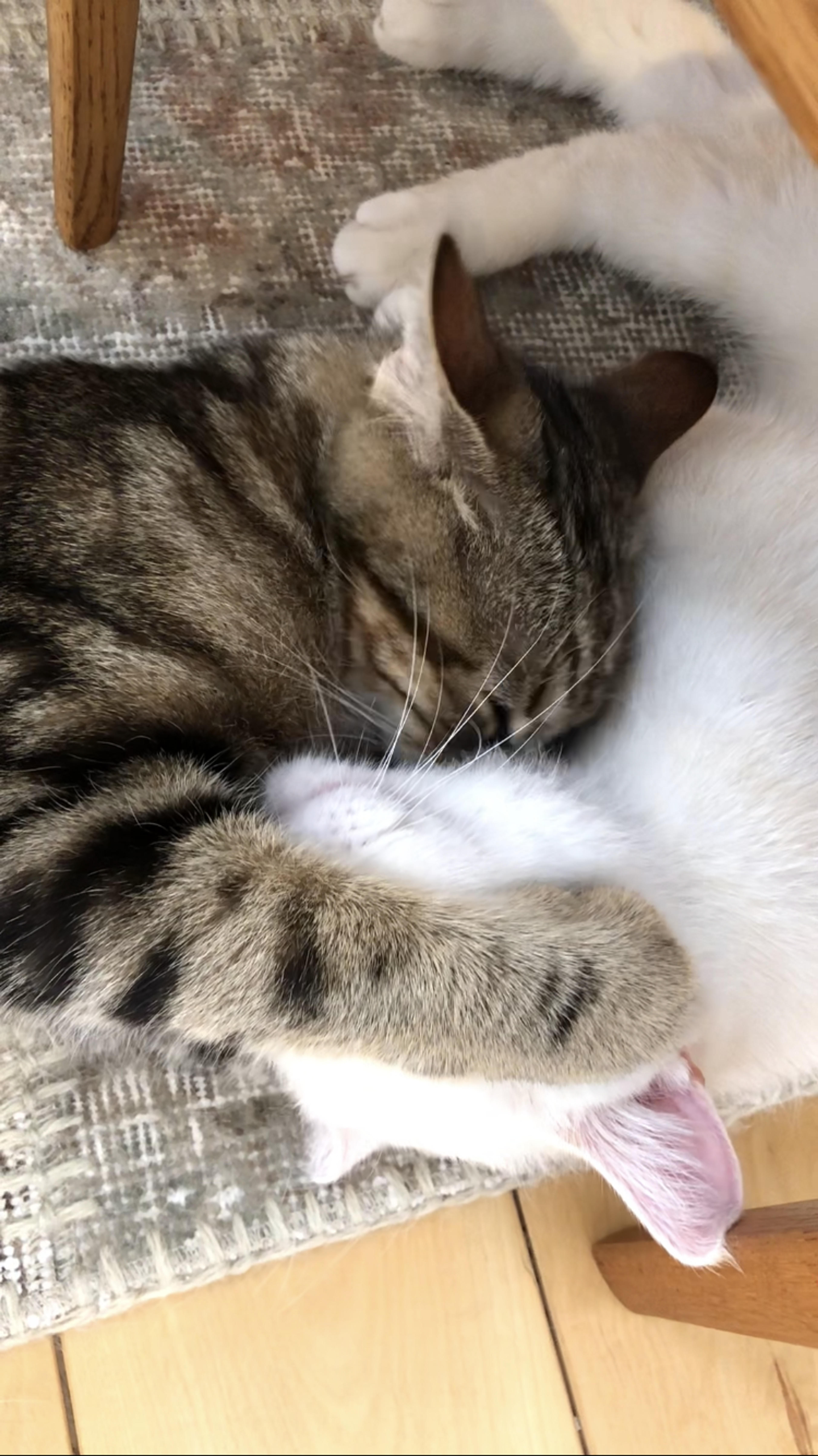 pet-image-9