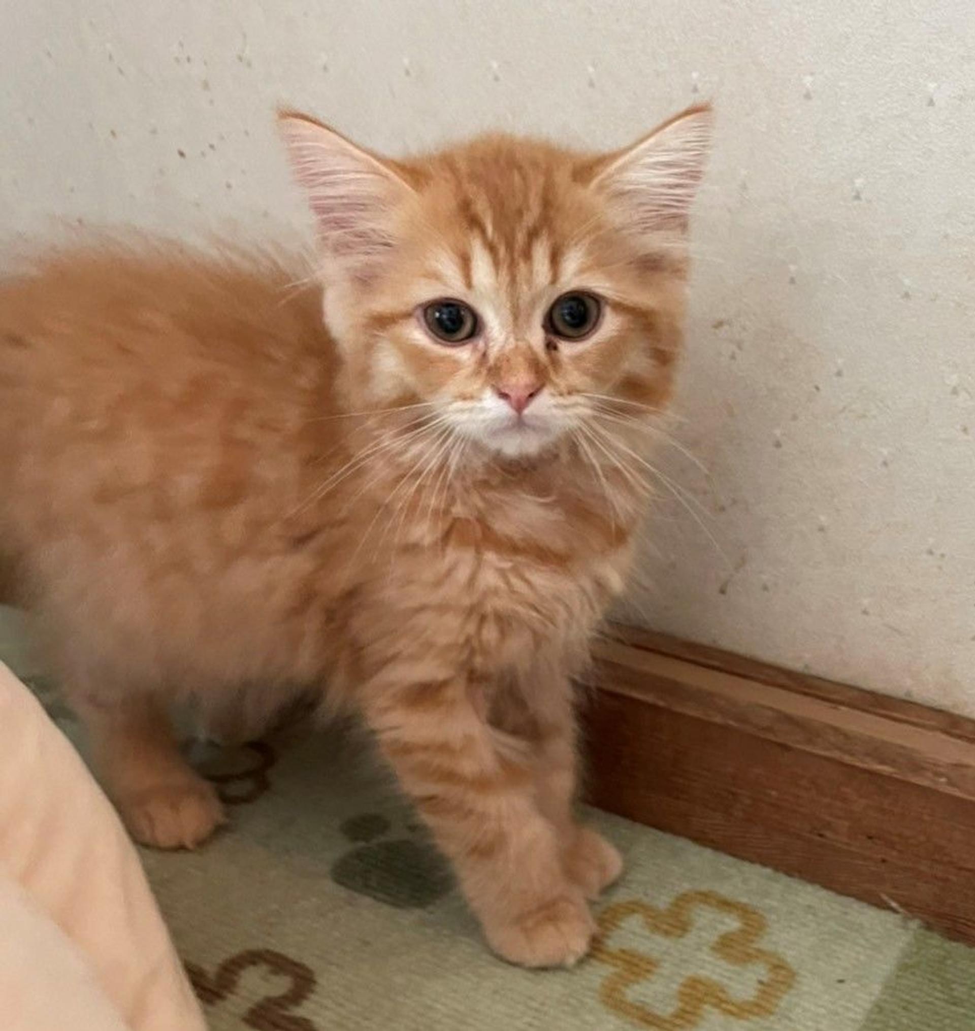 pet-image-3