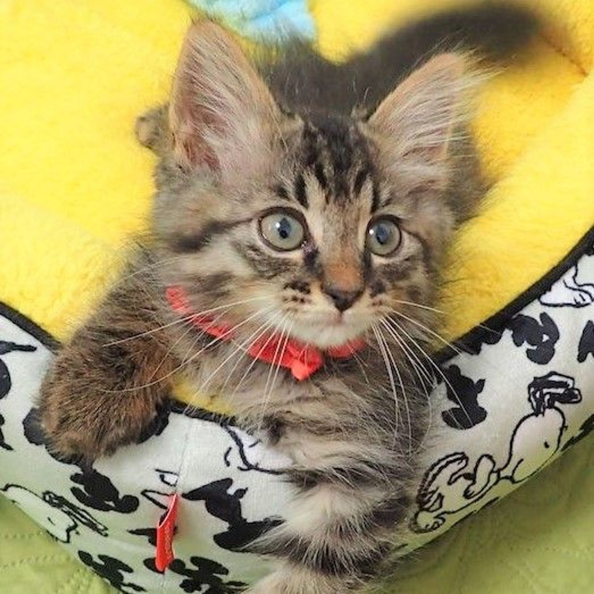 雑種（ミックス猫）・オスの里親募集の写真