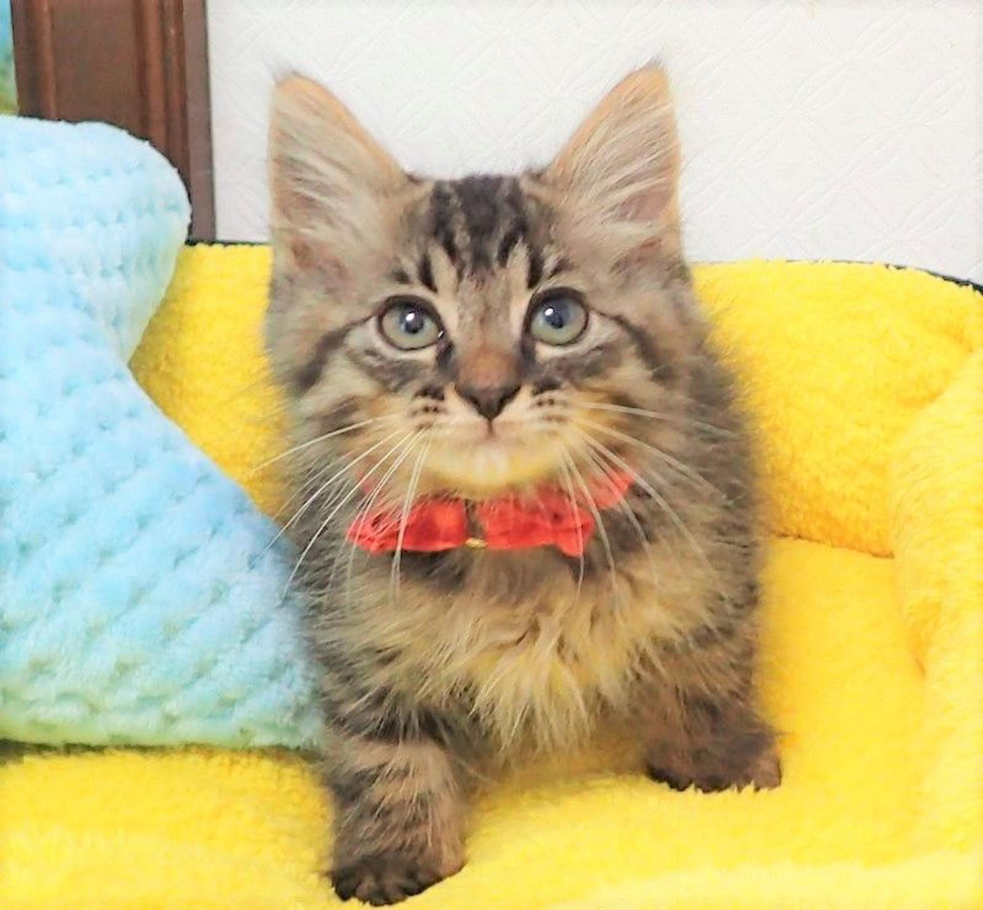 pet-image-2