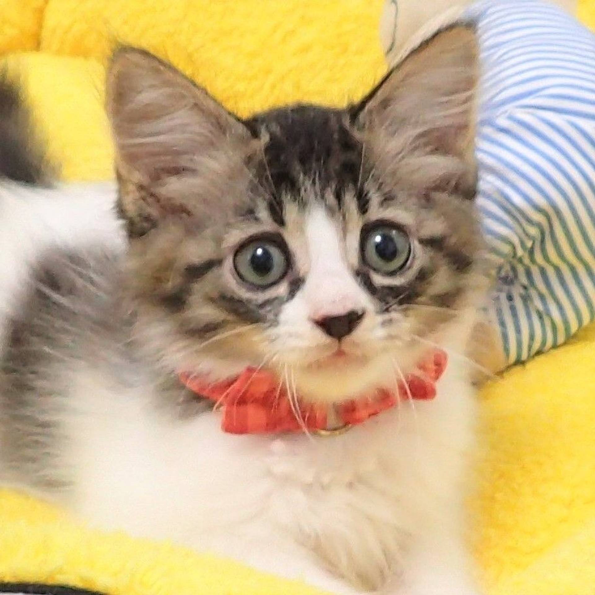 雑種（ミックス猫）・メスの里親募集の写真