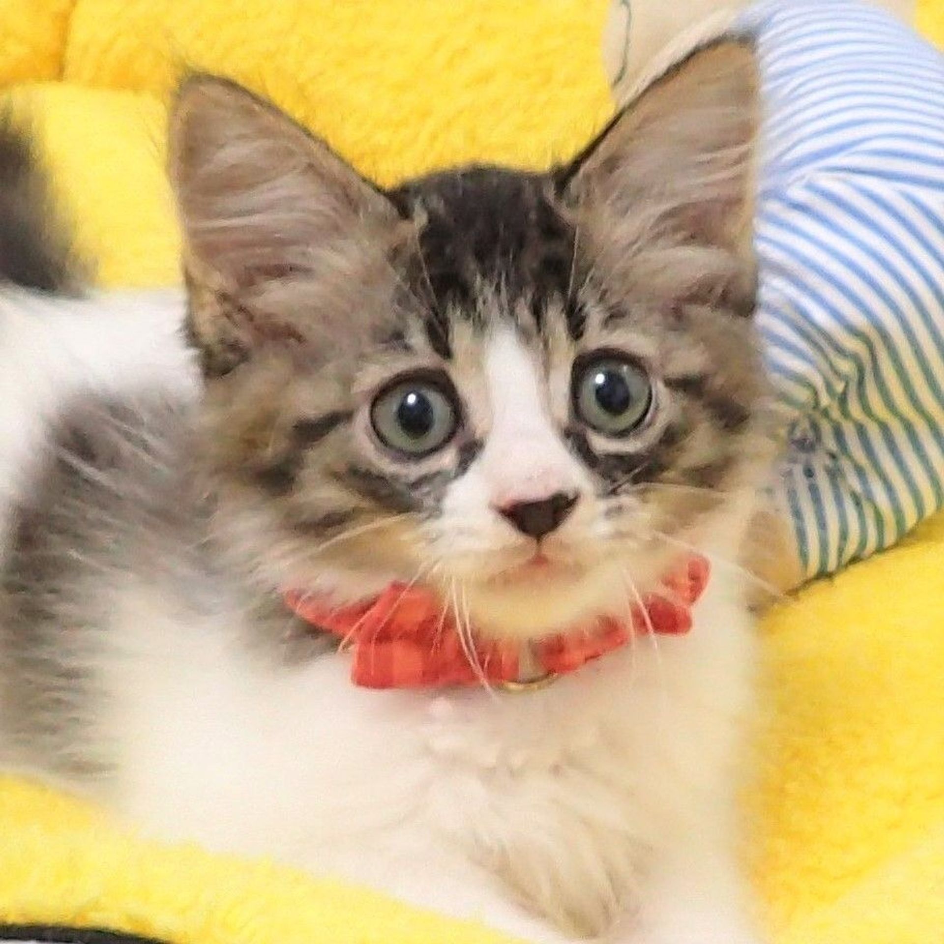 雑種（ミックス猫）・メスの里親募集の写真