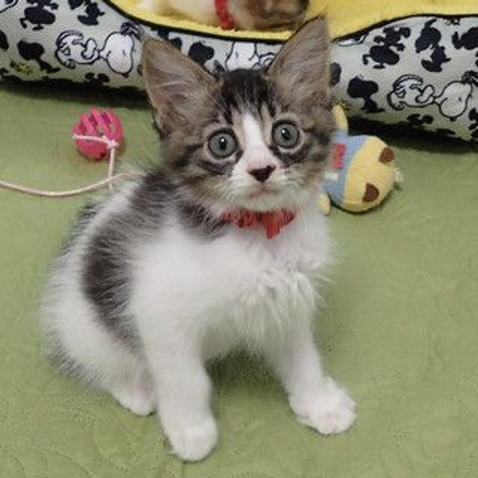 pet-image-2