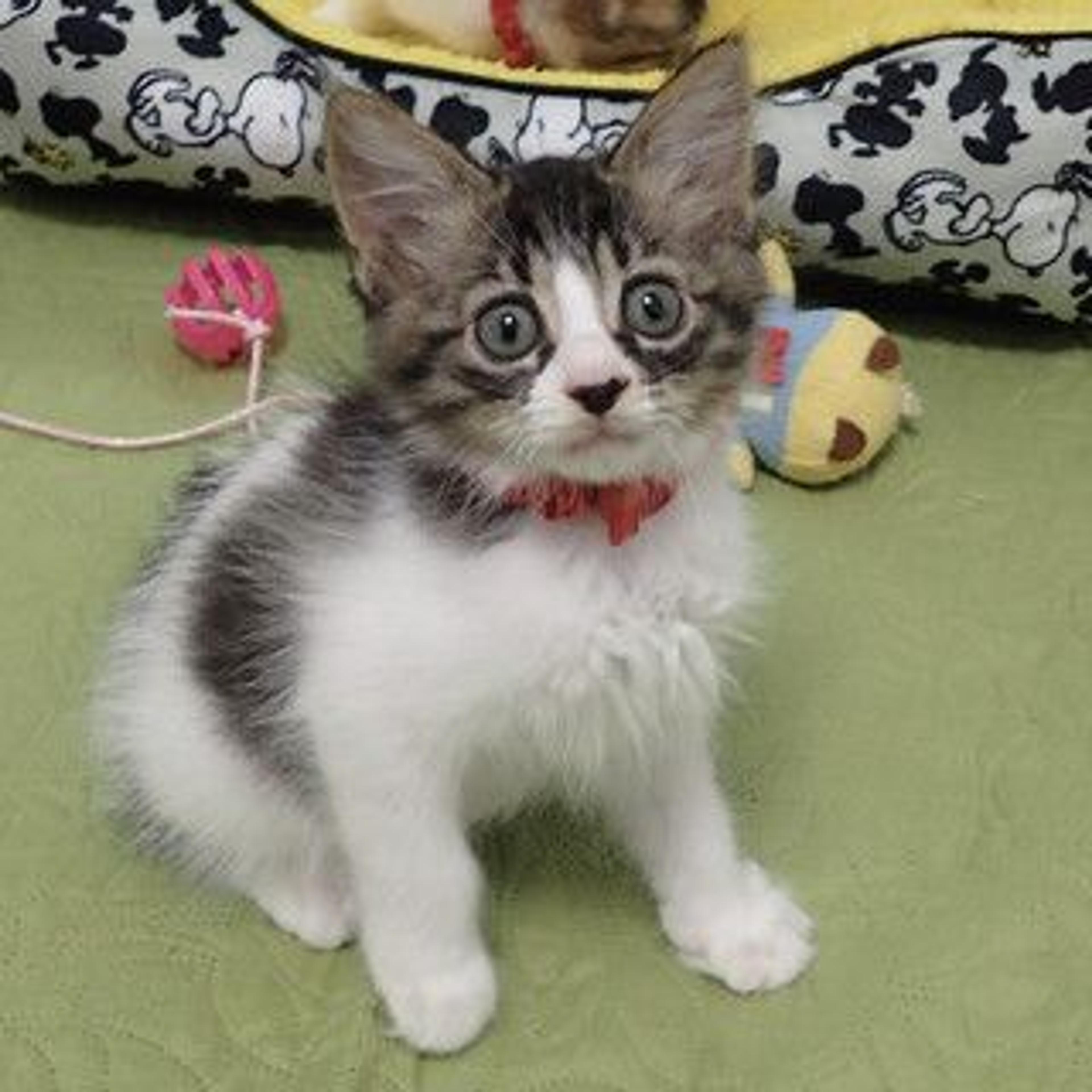 pet-image-2