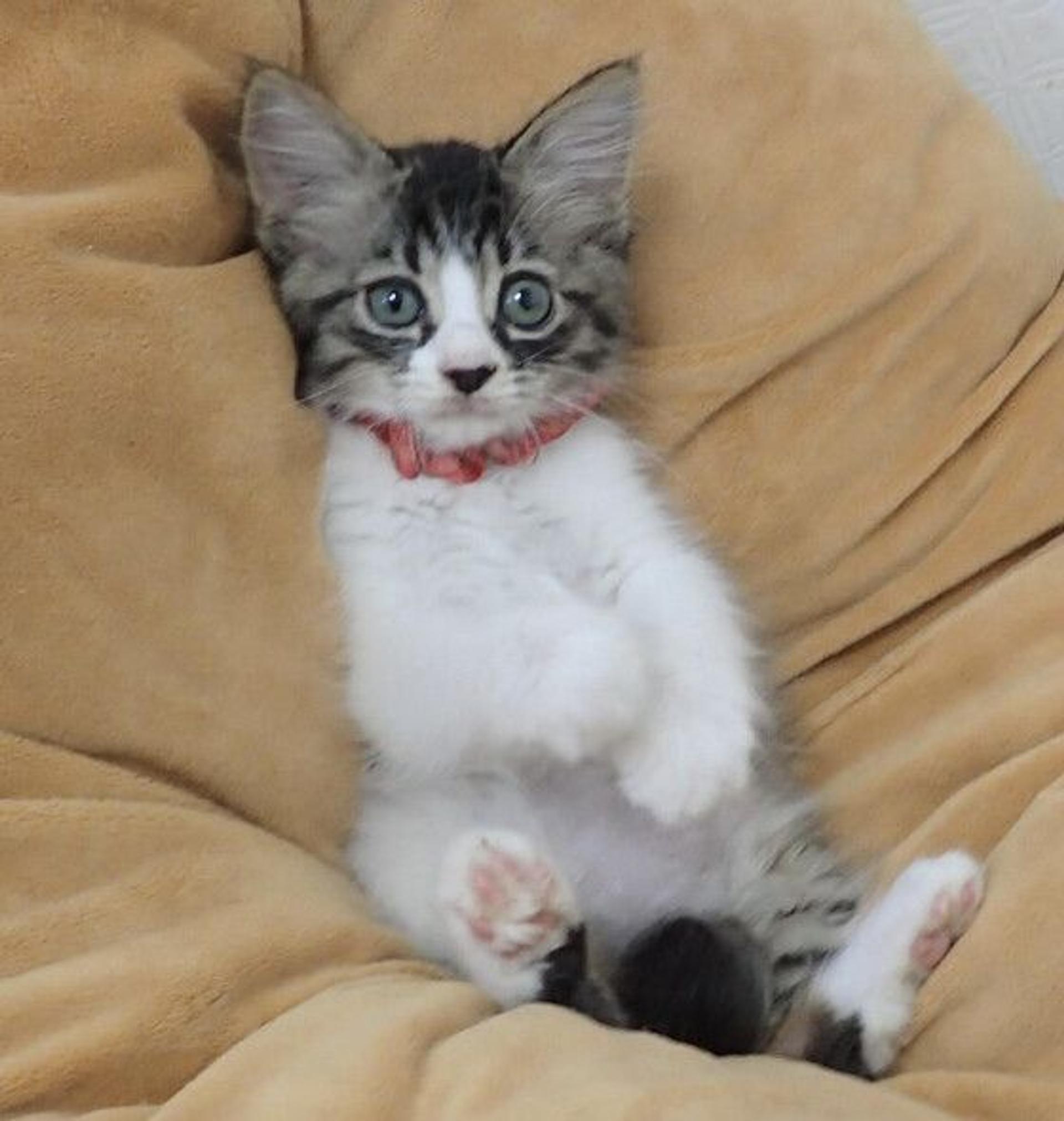 pet-image-4