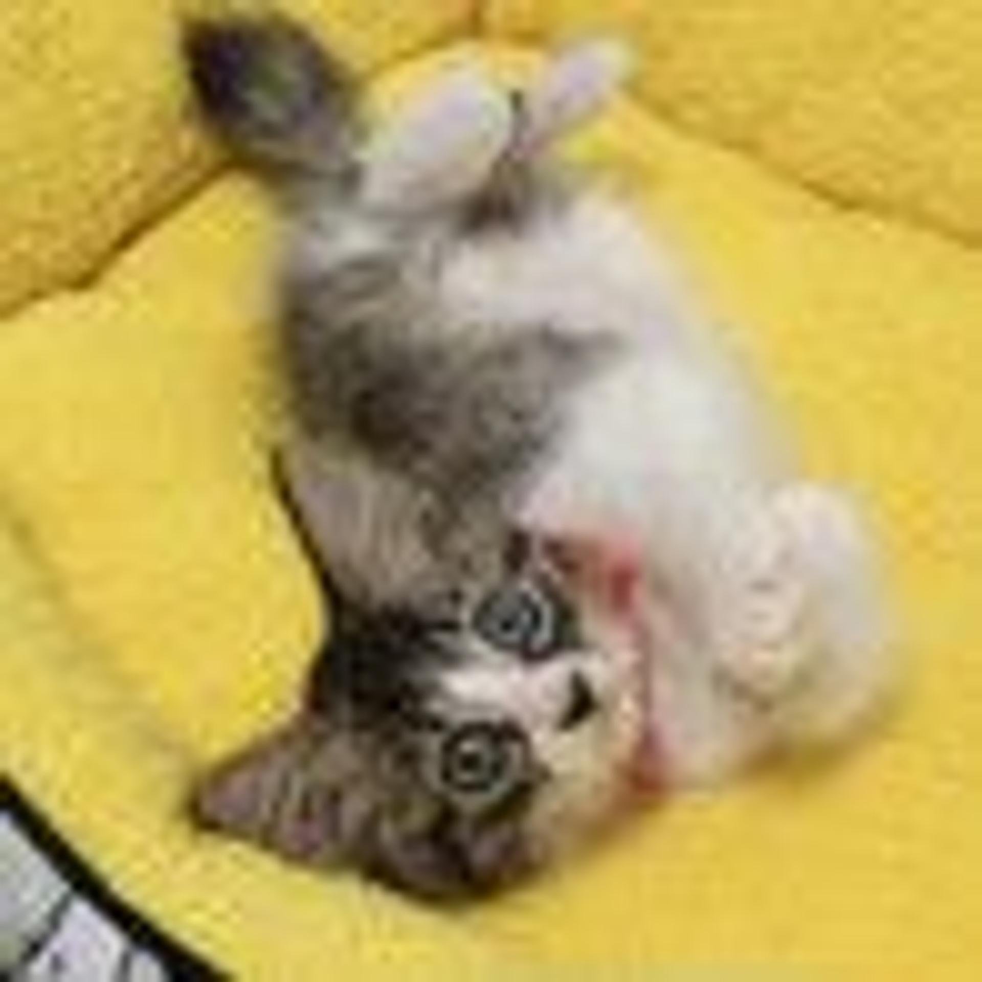pet-image-5