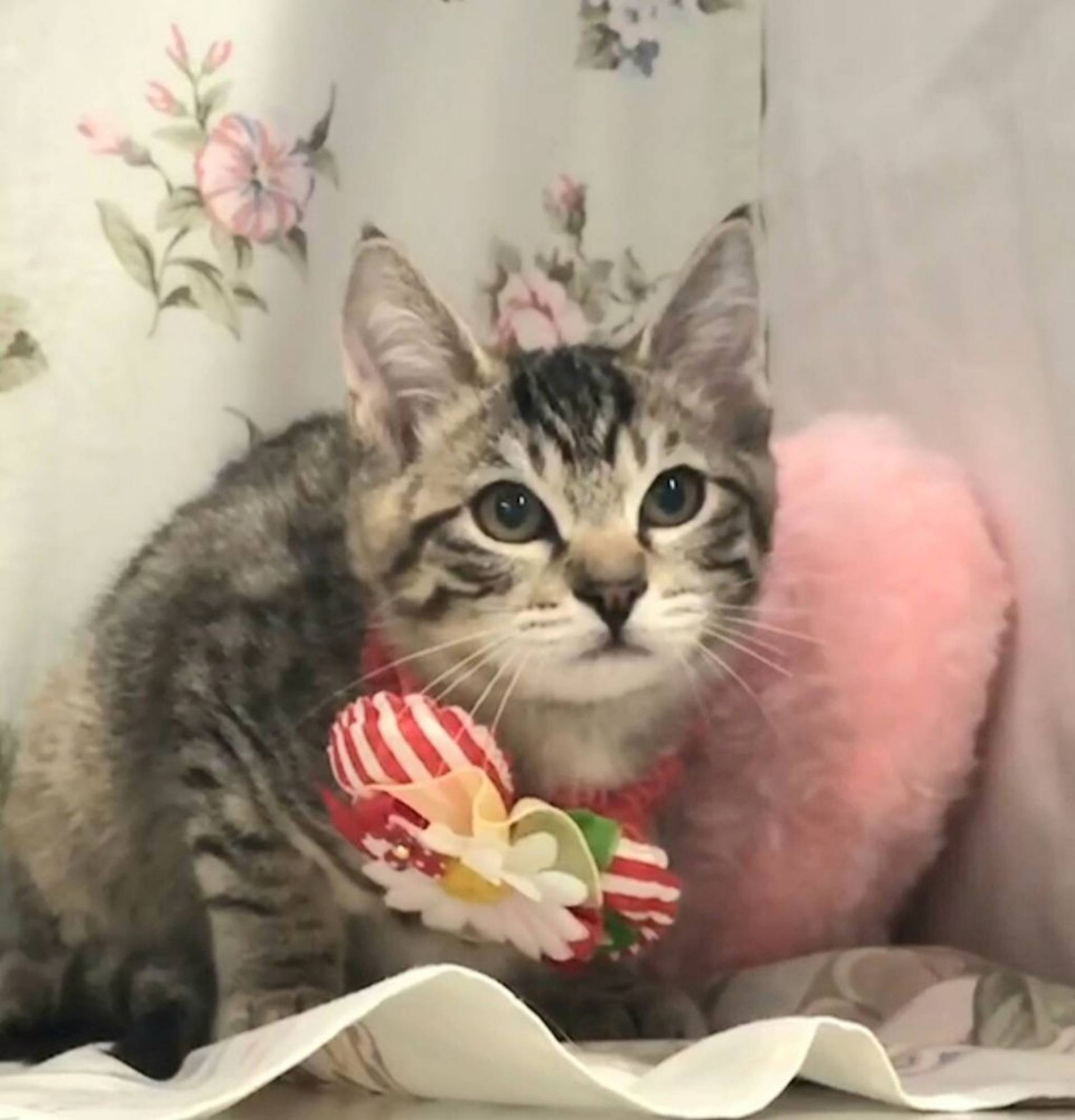 雑種（ミックス猫）・メスの里親募集の写真
