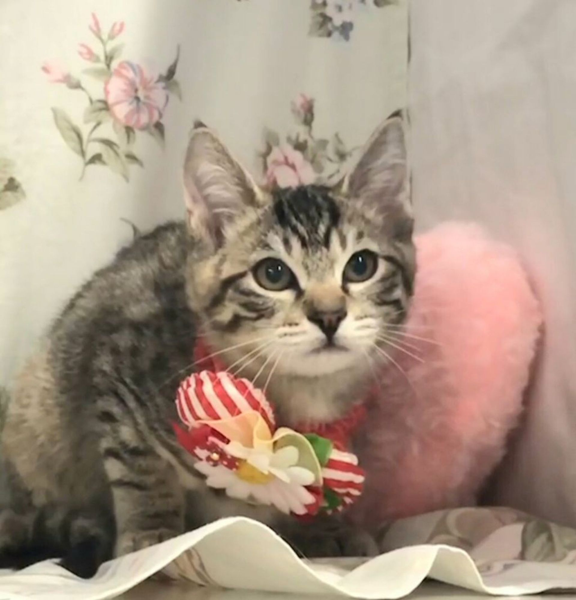 雑種（ミックス猫）・メスの里親募集の写真