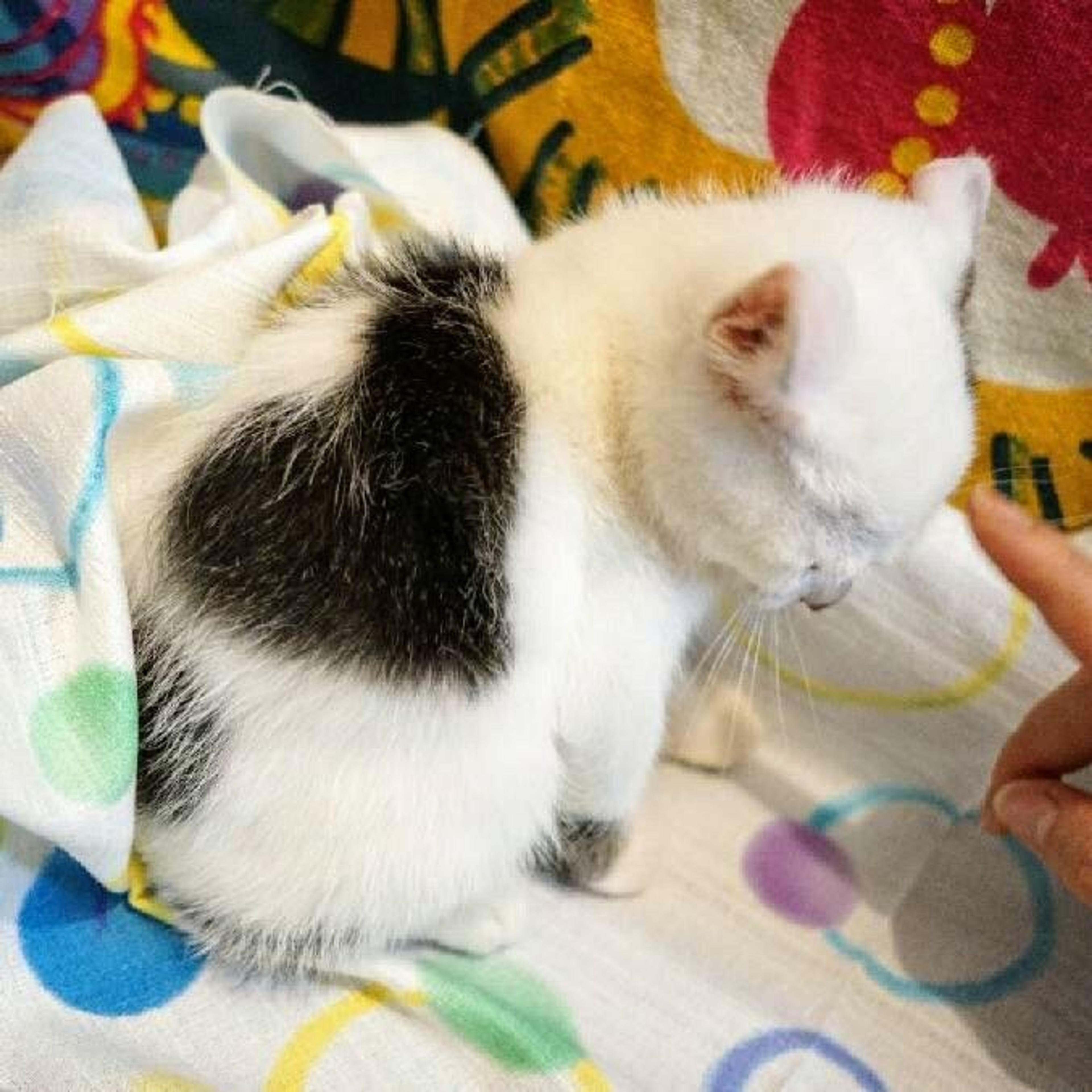pet-image-3