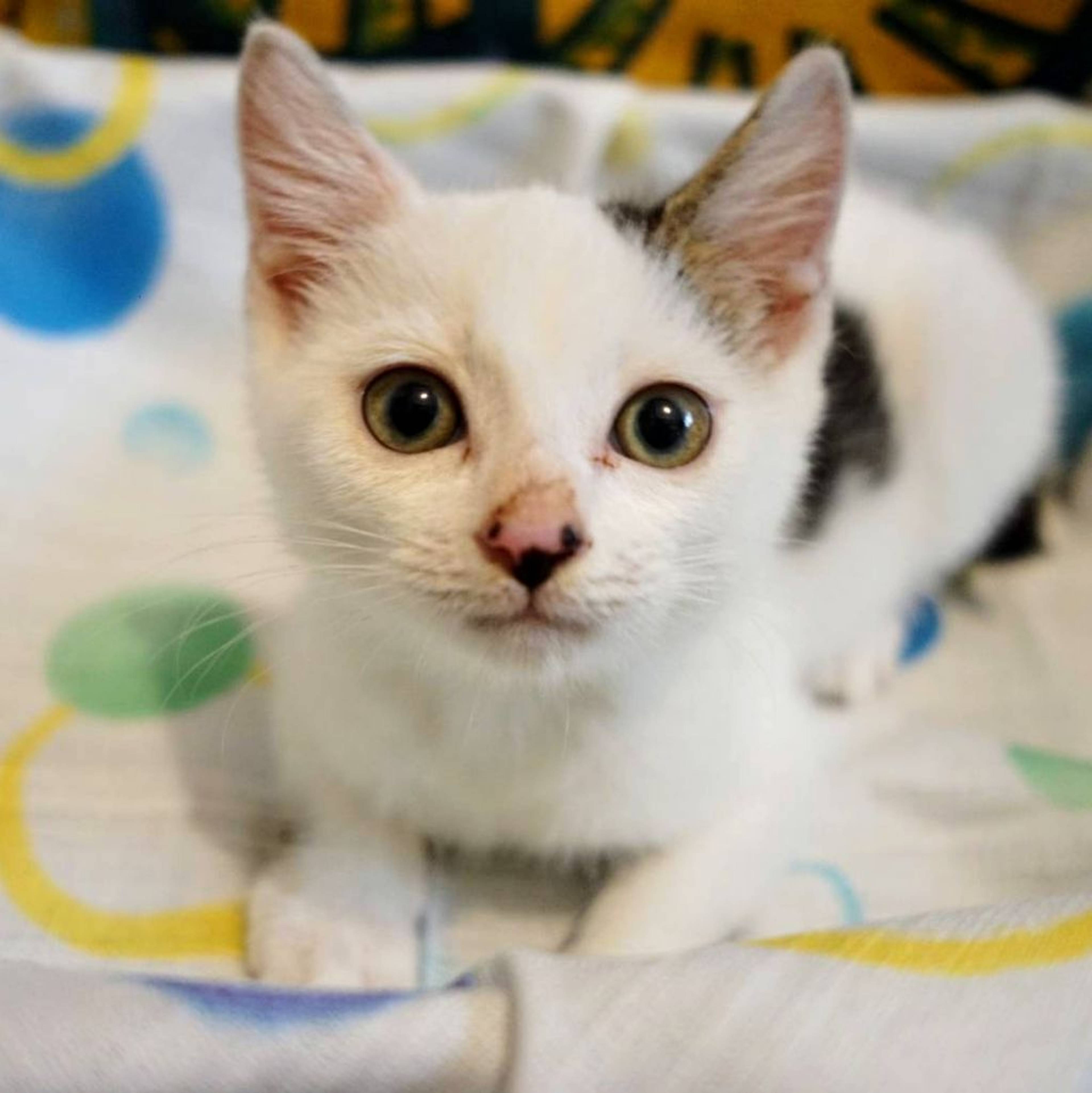 雑種（ミックス猫）・オスの里親募集の写真