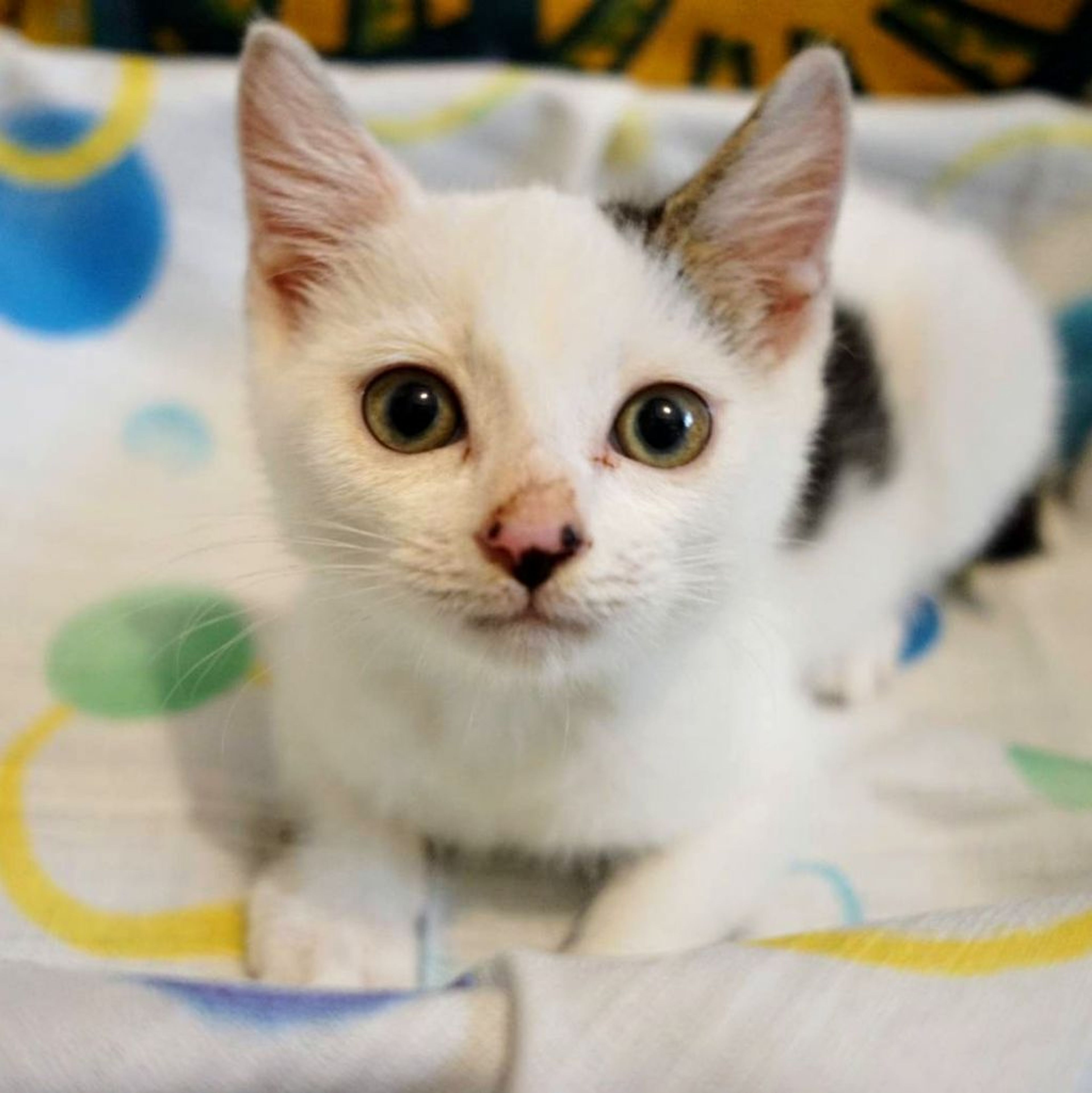 雑種（ミックス猫）・オスの里親募集の写真