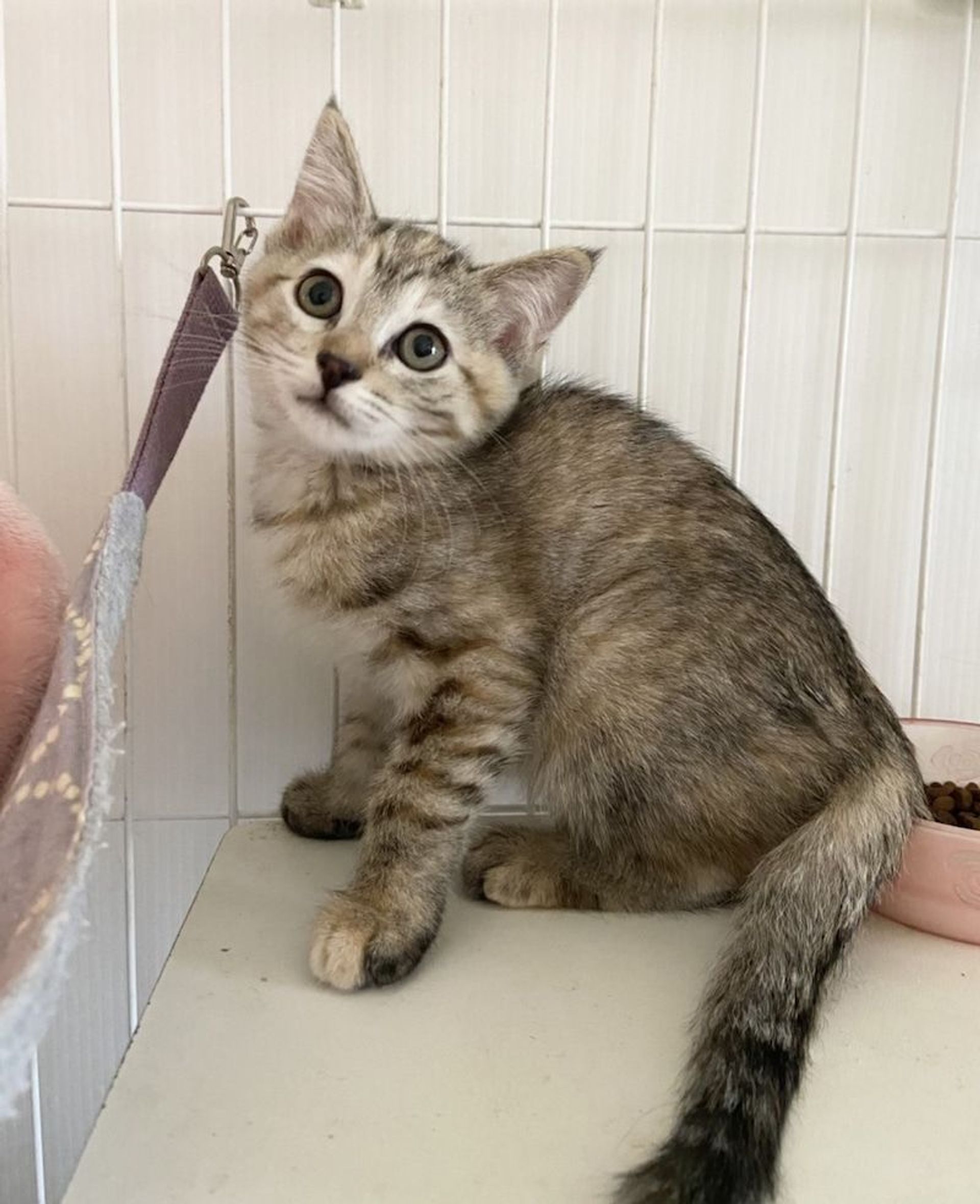 雑種（ミックス猫）・メスの里親募集の写真