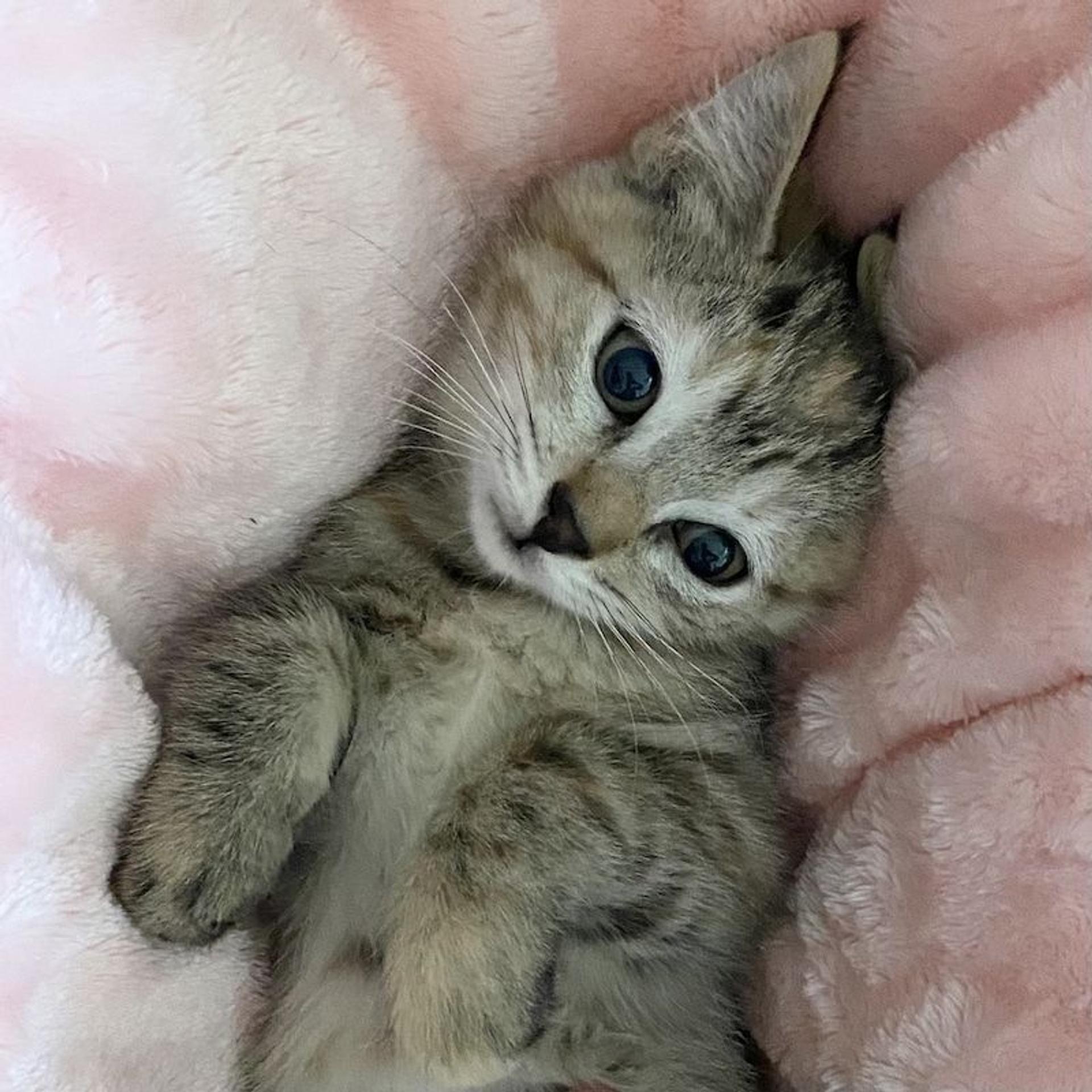 pet-image-2