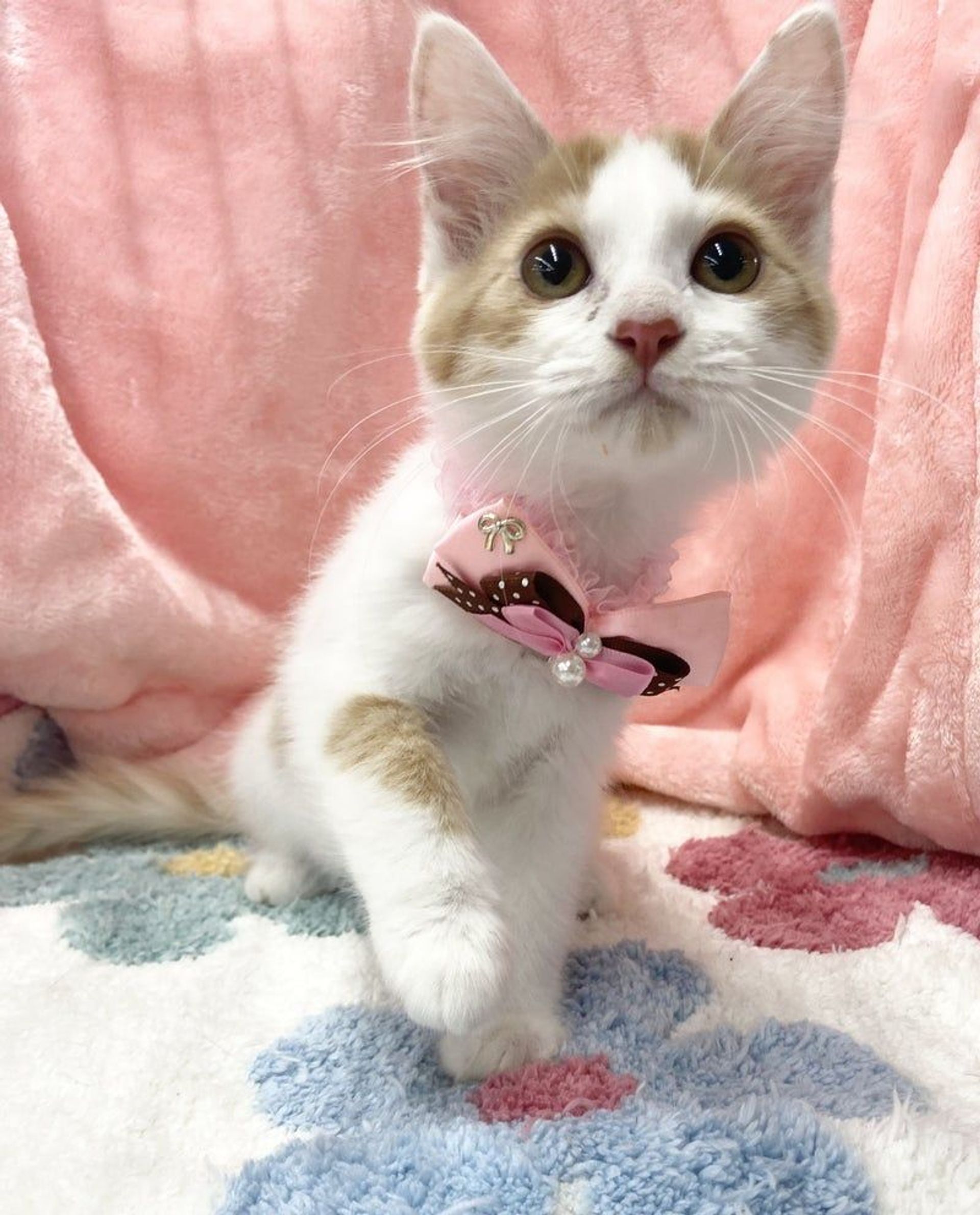 雑種（ミックス猫）・オスの里親募集の写真