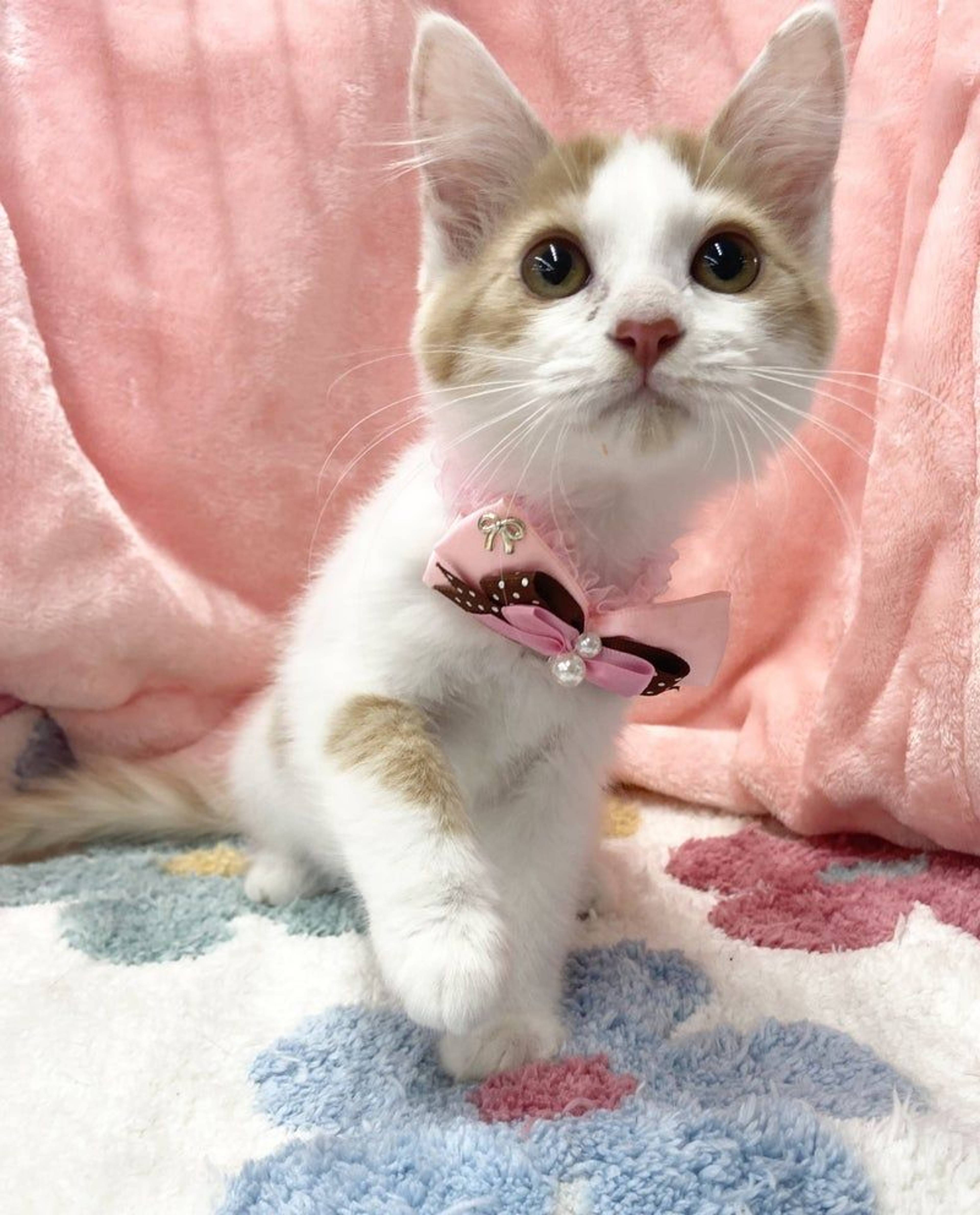 雑種（ミックス猫）・オスの里親募集の写真