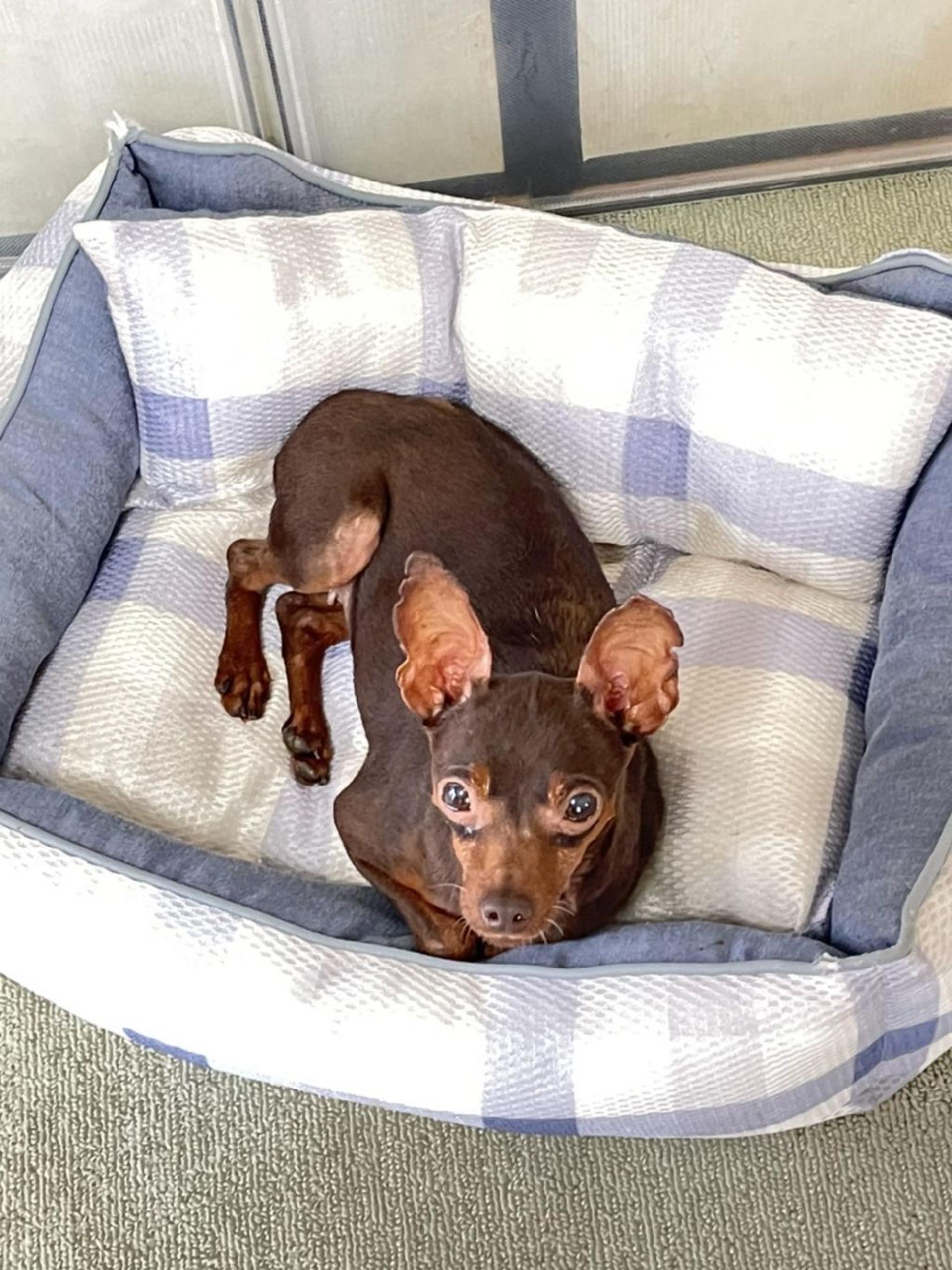 pet-image-2