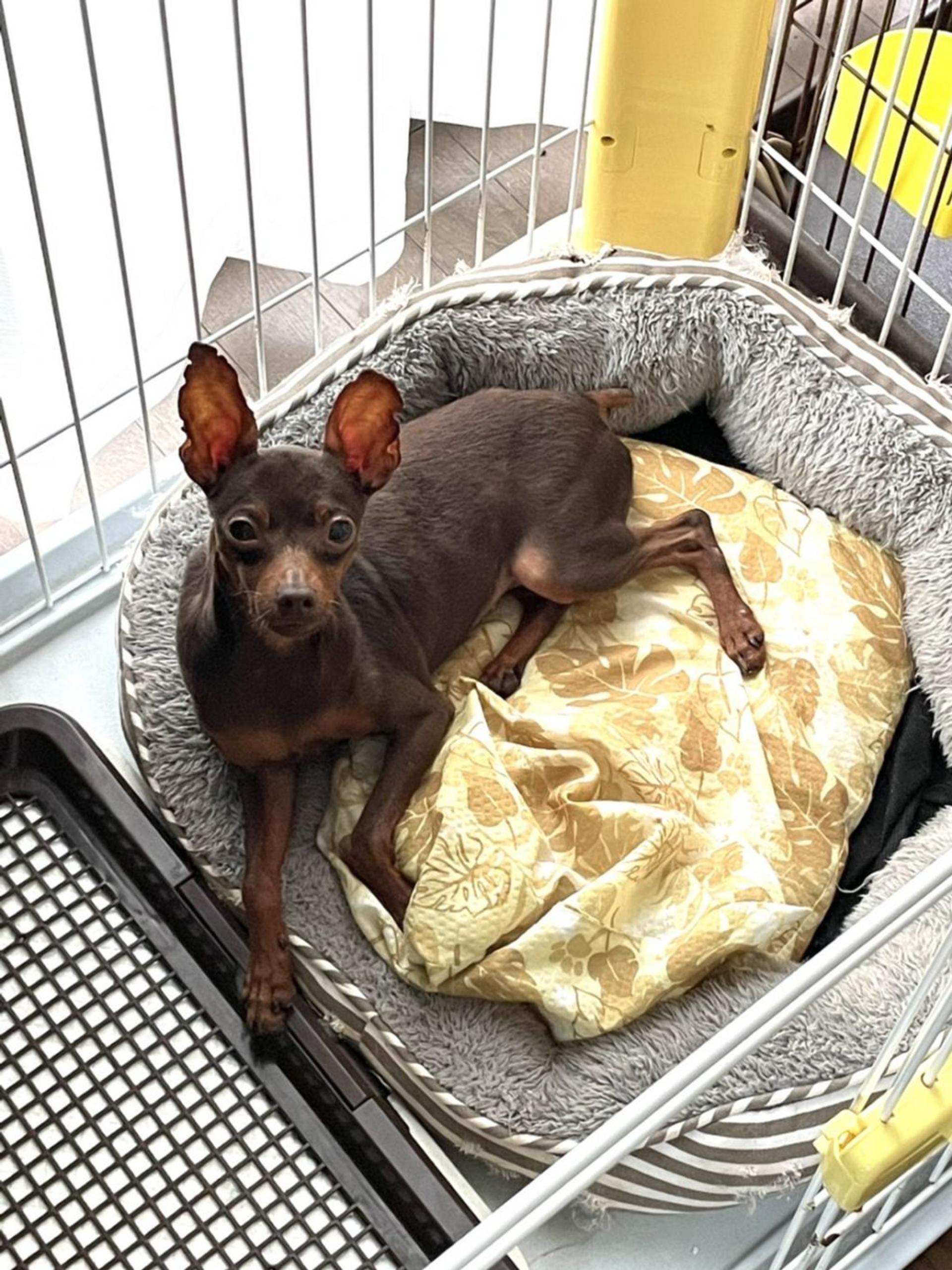 pet-image-3