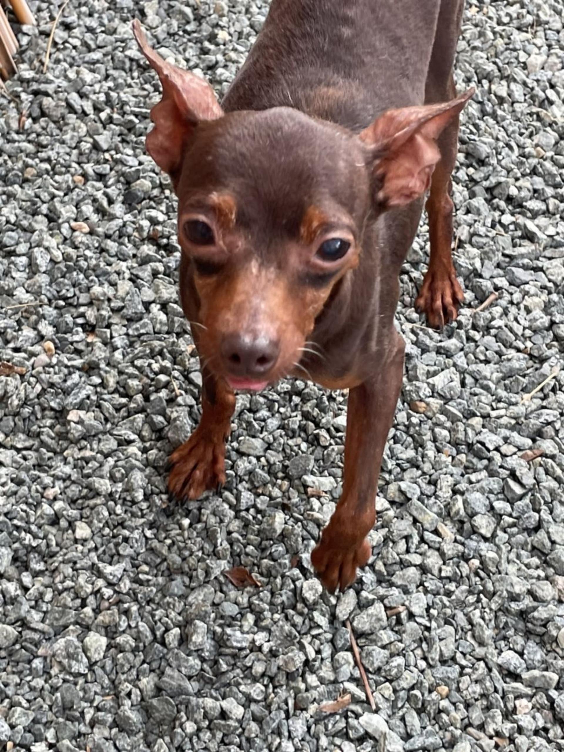 pet-image-4